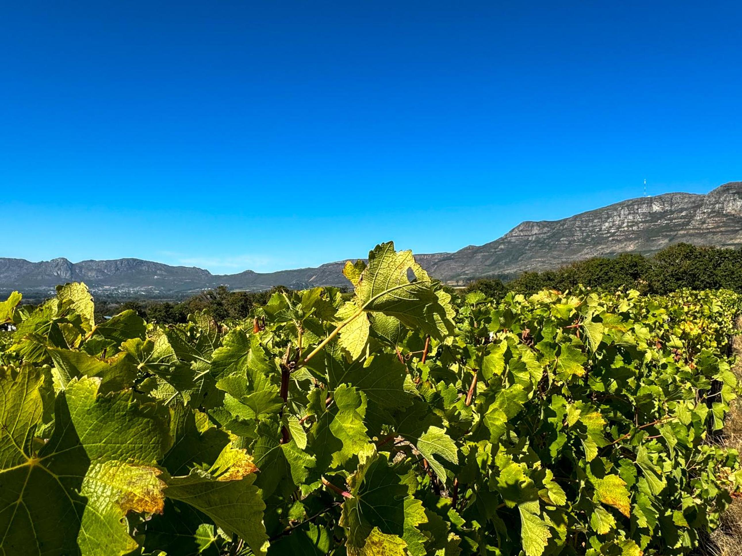 Cute one bedroom garden cottage - Wonderful views, Vineyard access, tranquil garden