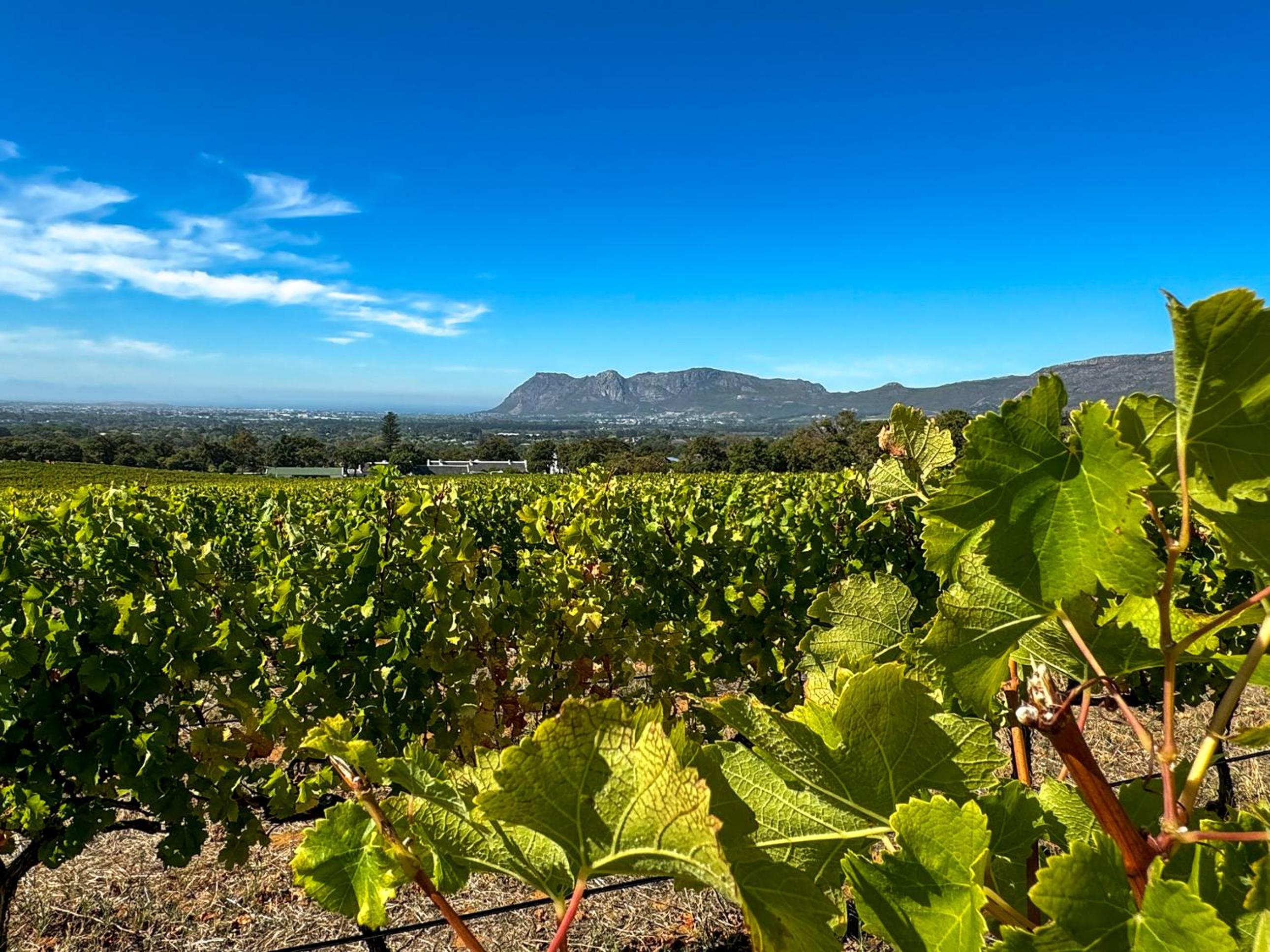 Cute one bedroom garden cottage - Wonderful views, Vineyard access, tranquil garden