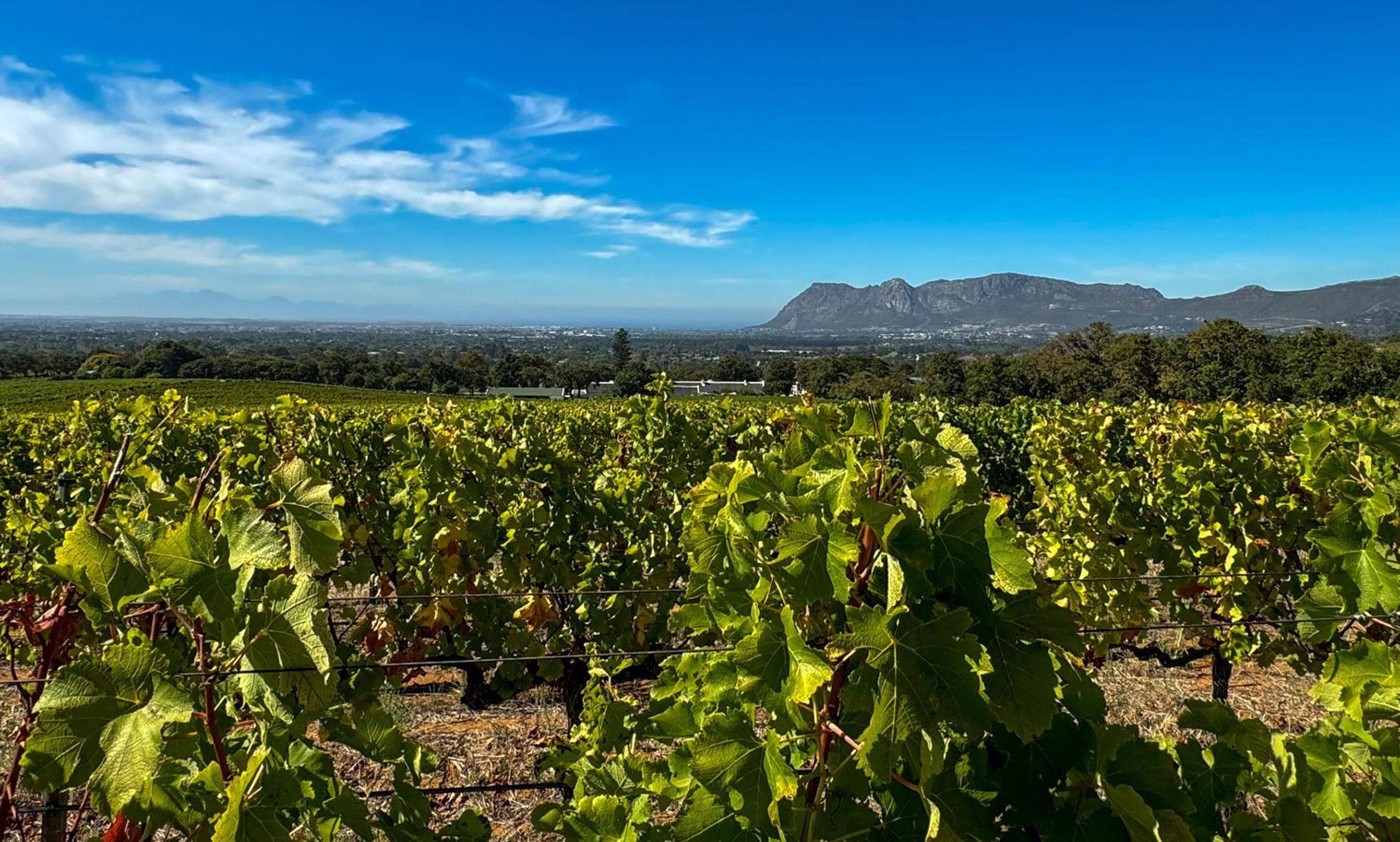 Cute one bedroom garden cottage - Wonderful views, Vineyard access, tranquil garden