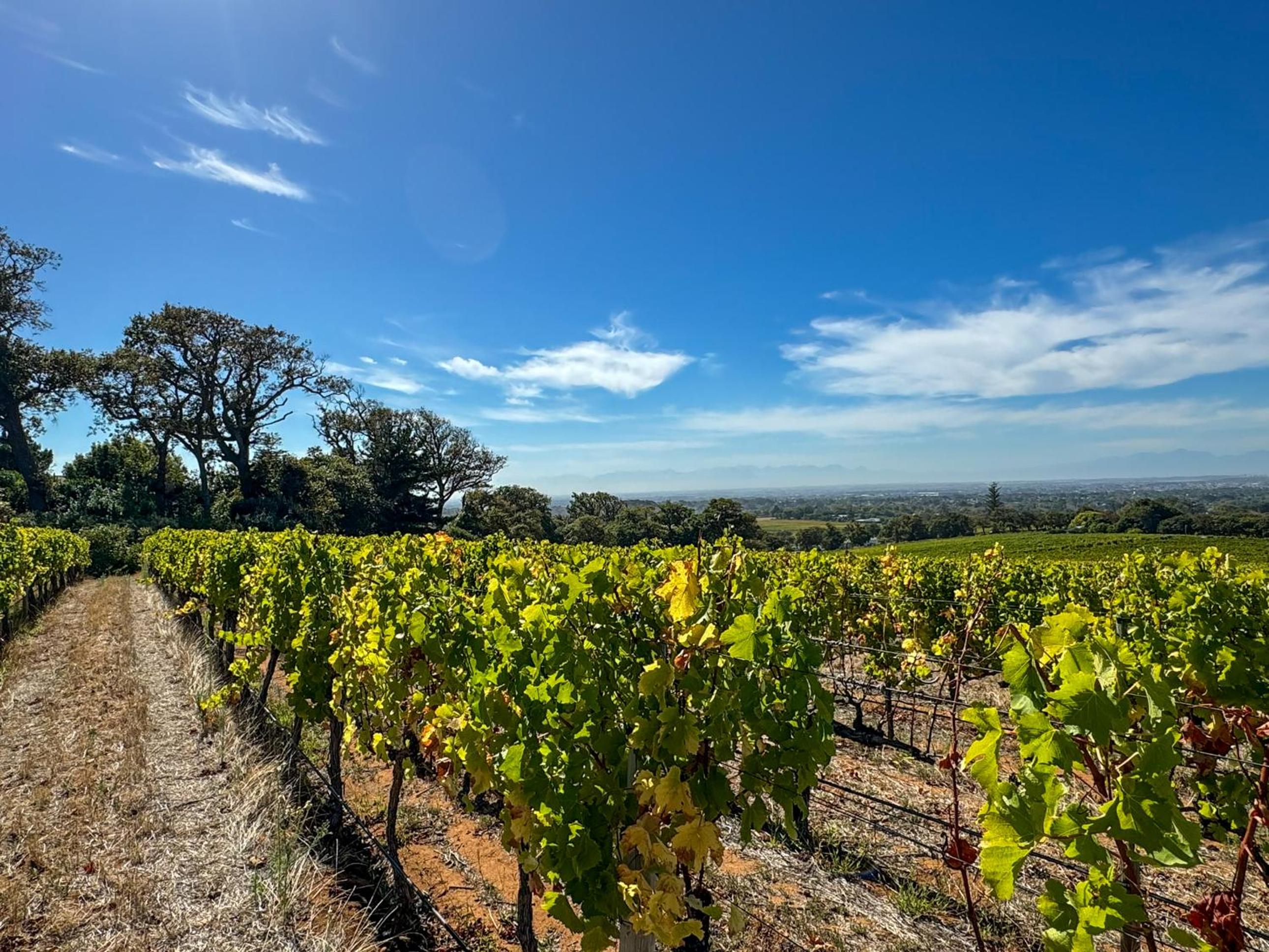 Cute one bedroom garden cottage - Wonderful views, Vineyard access, tranquil garden