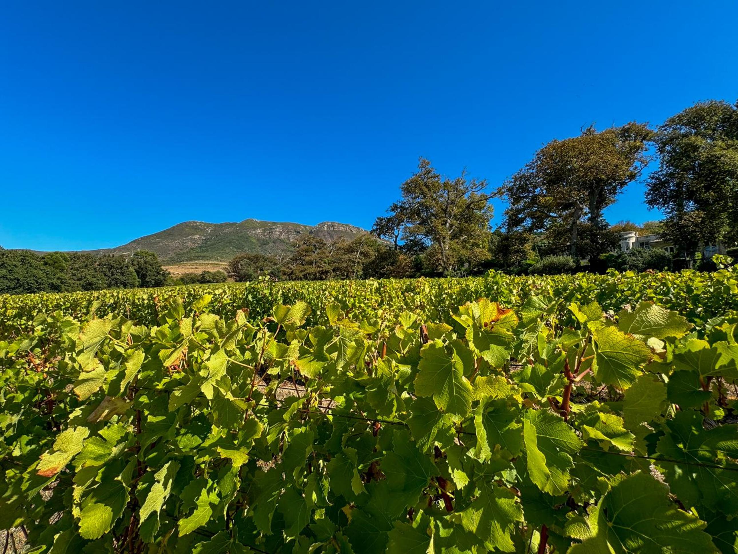 Cute one bedroom garden cottage - Wonderful views, Vineyard access, tranquil garden