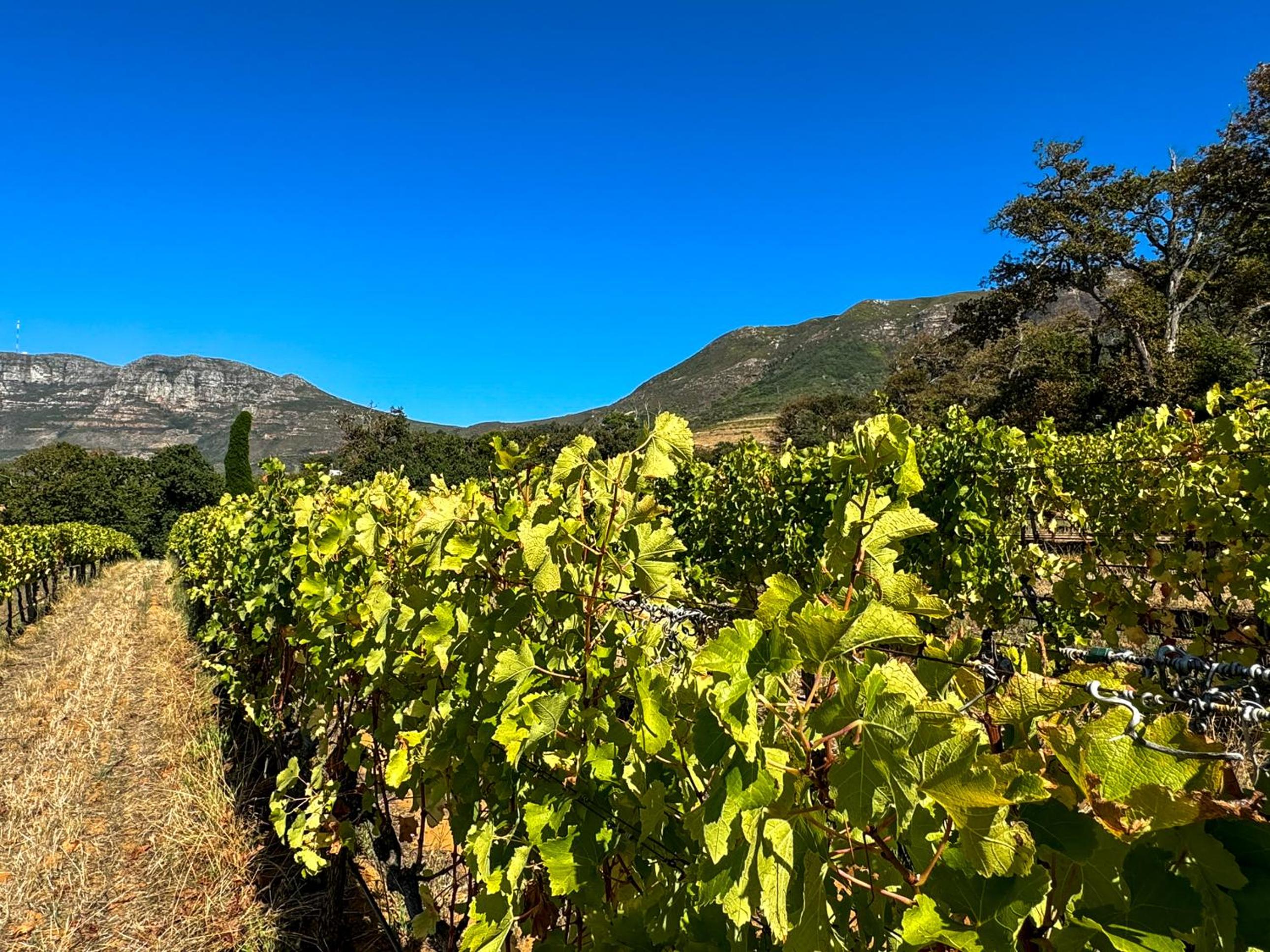 Cute one bedroom garden cottage - Wonderful views, Vineyard access, tranquil garden