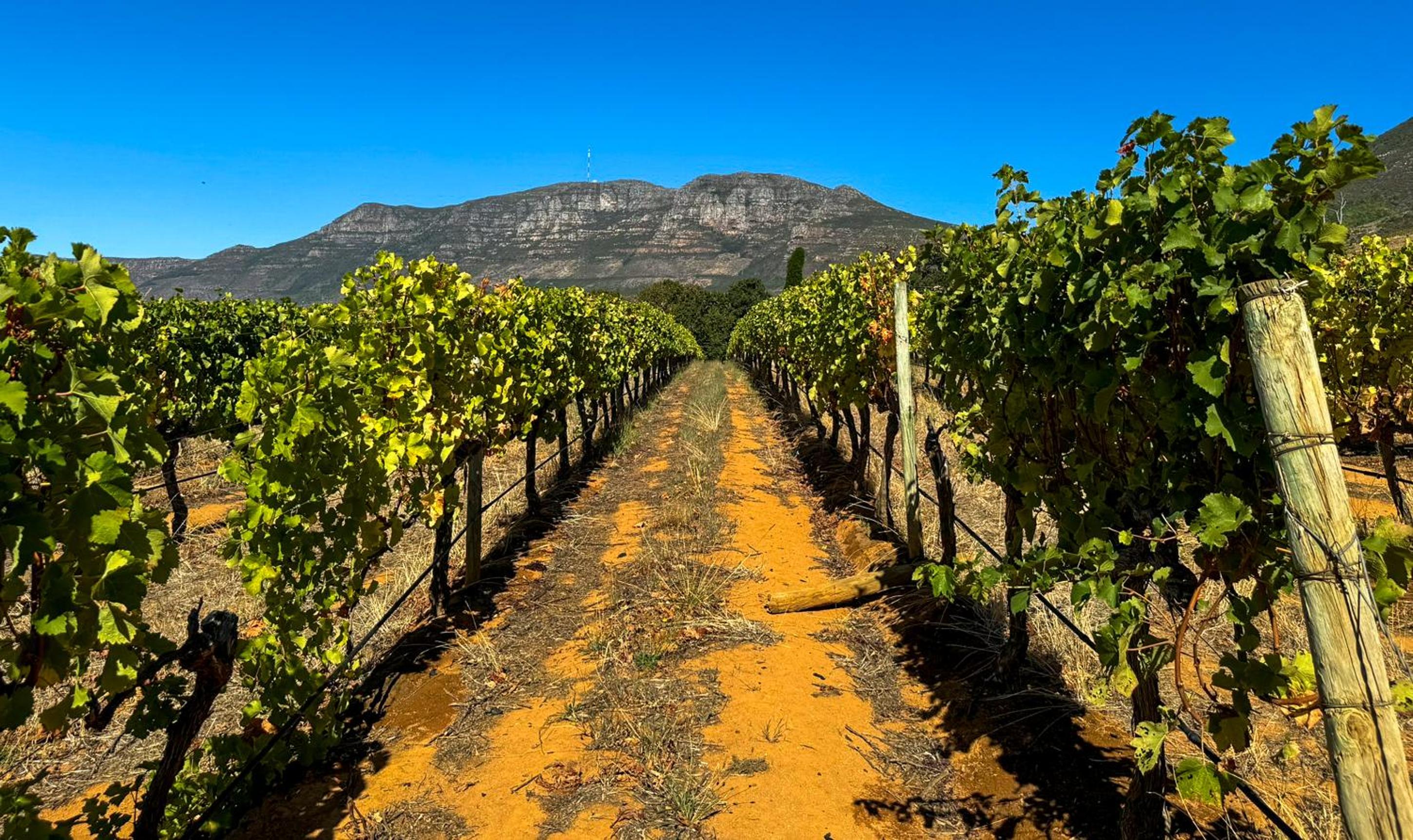 Cute one bedroom garden cottage - Wonderful views, Vineyard access, tranquil garden
