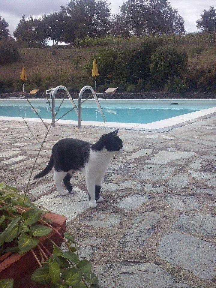 villa badia a ruoti La Casina di Tina