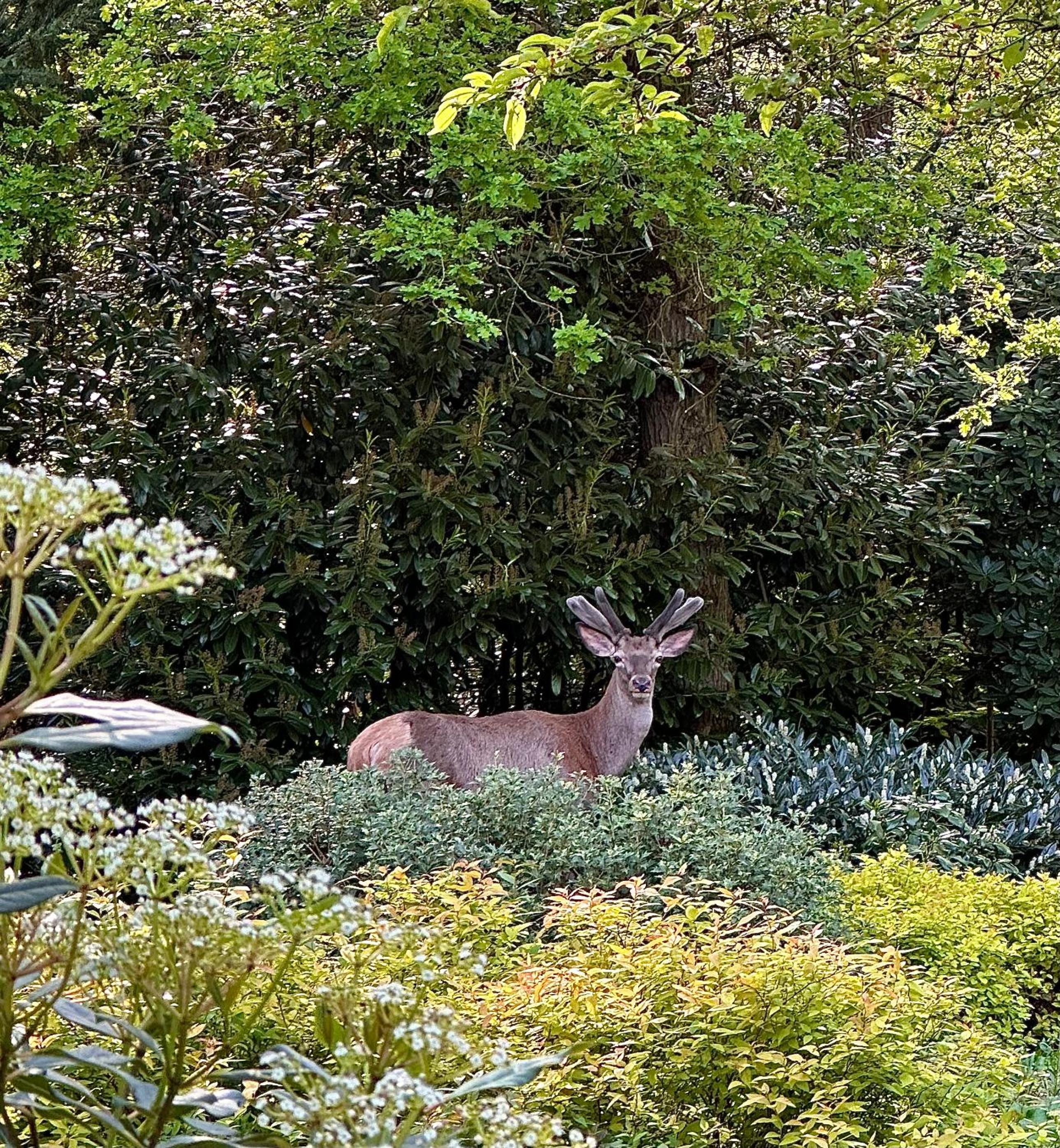 Vakantiehuis Bos en Hei Veluwe view 4