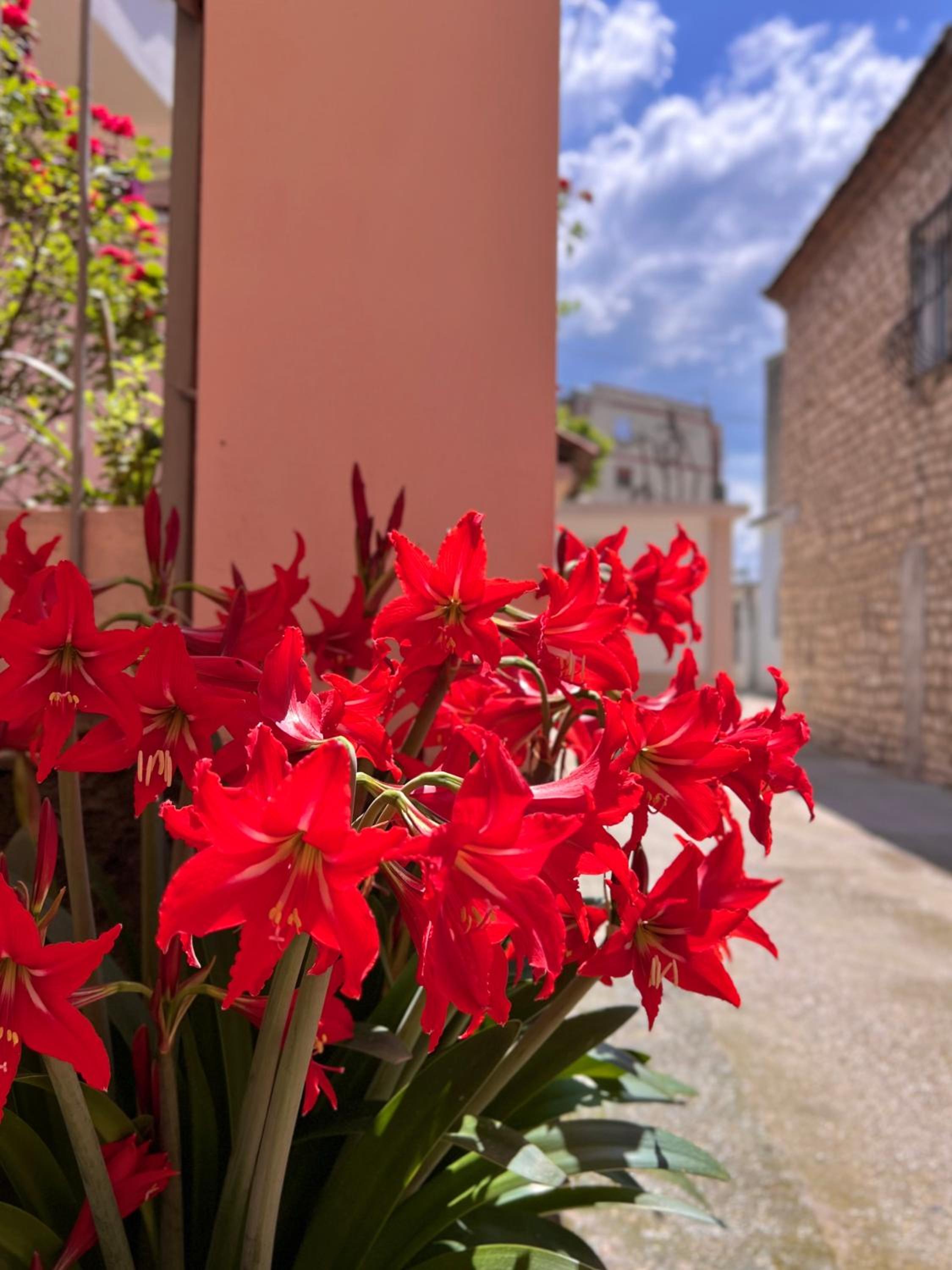 Villa EnSalv & Room & Apartment & Penthouse-Berat