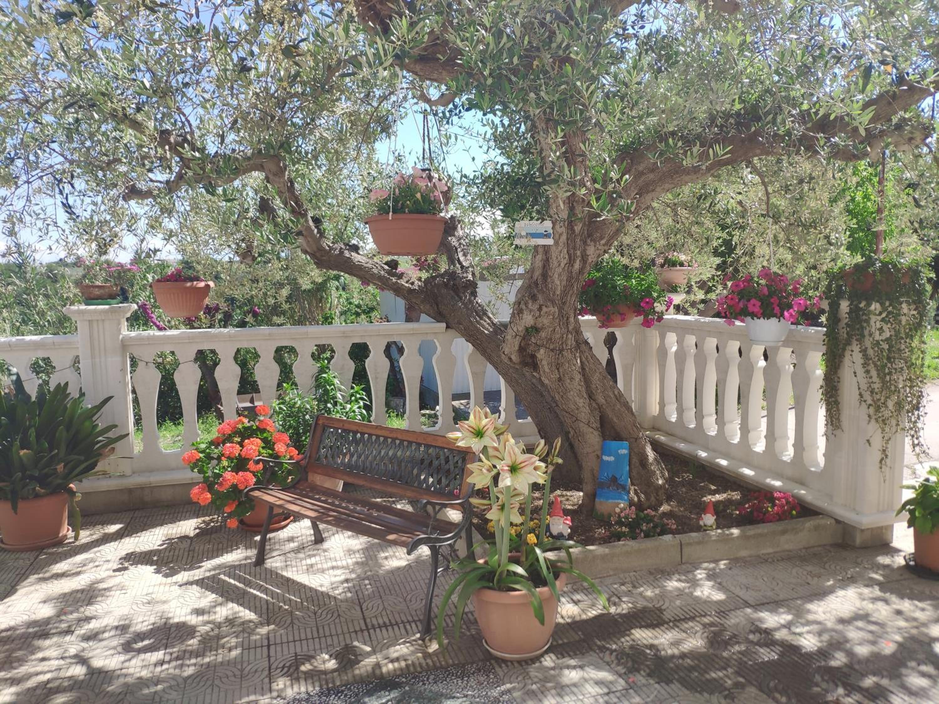 Casa vacanze l'Ulivo view 3