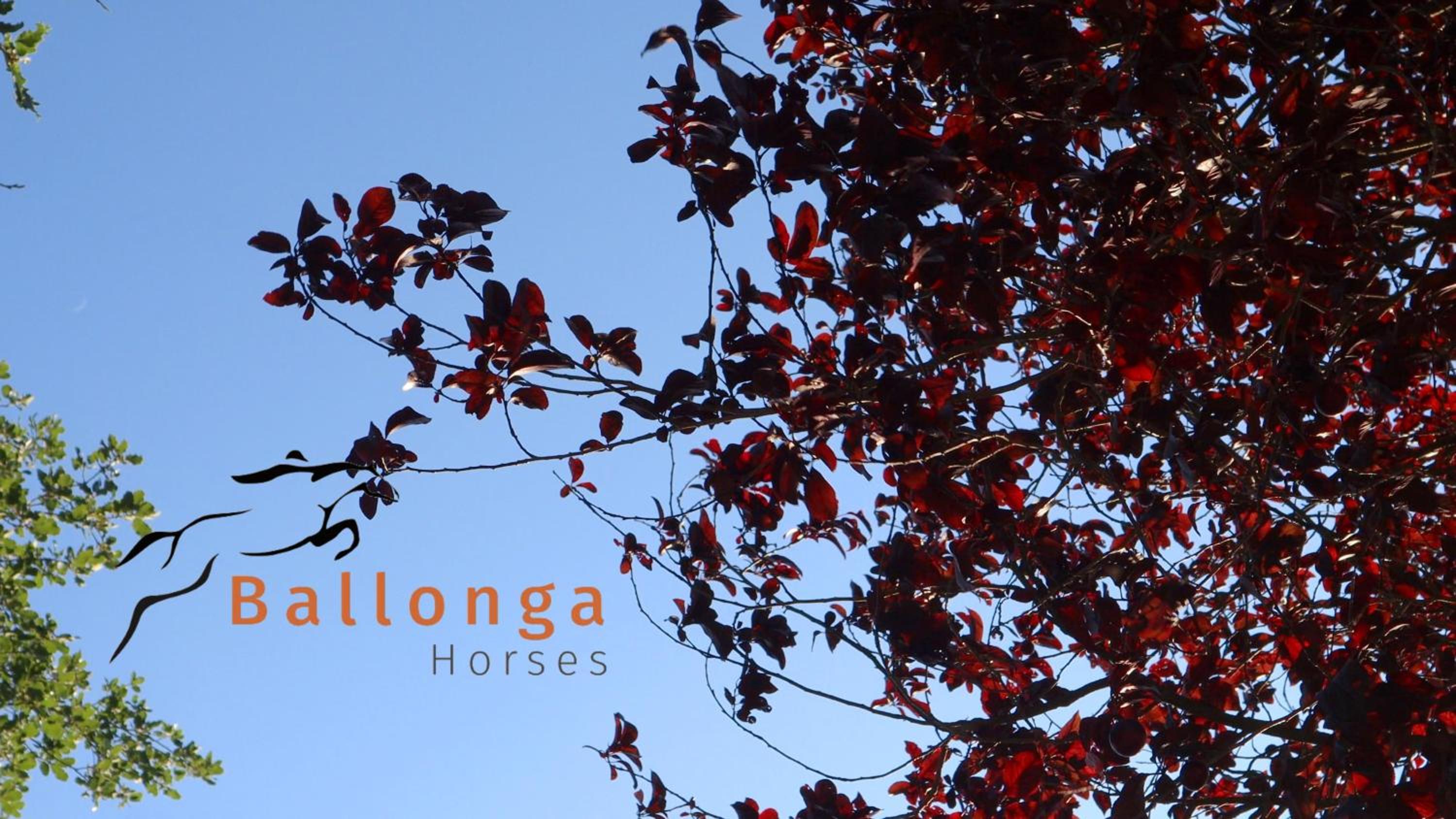Touristic Ballonga Horses