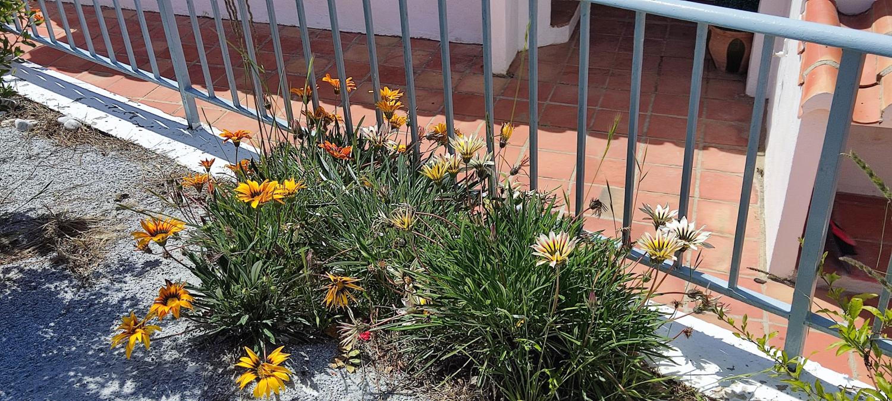 beautiful Casa Gazanias