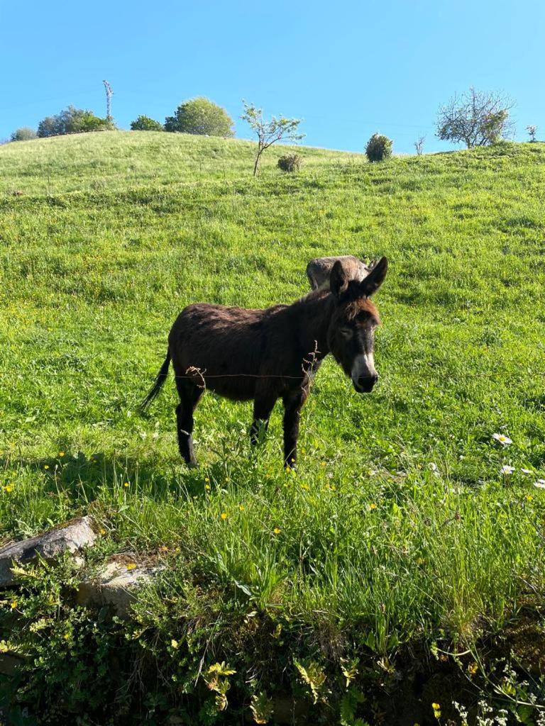 La Cabaña del Arroyo Pasiego