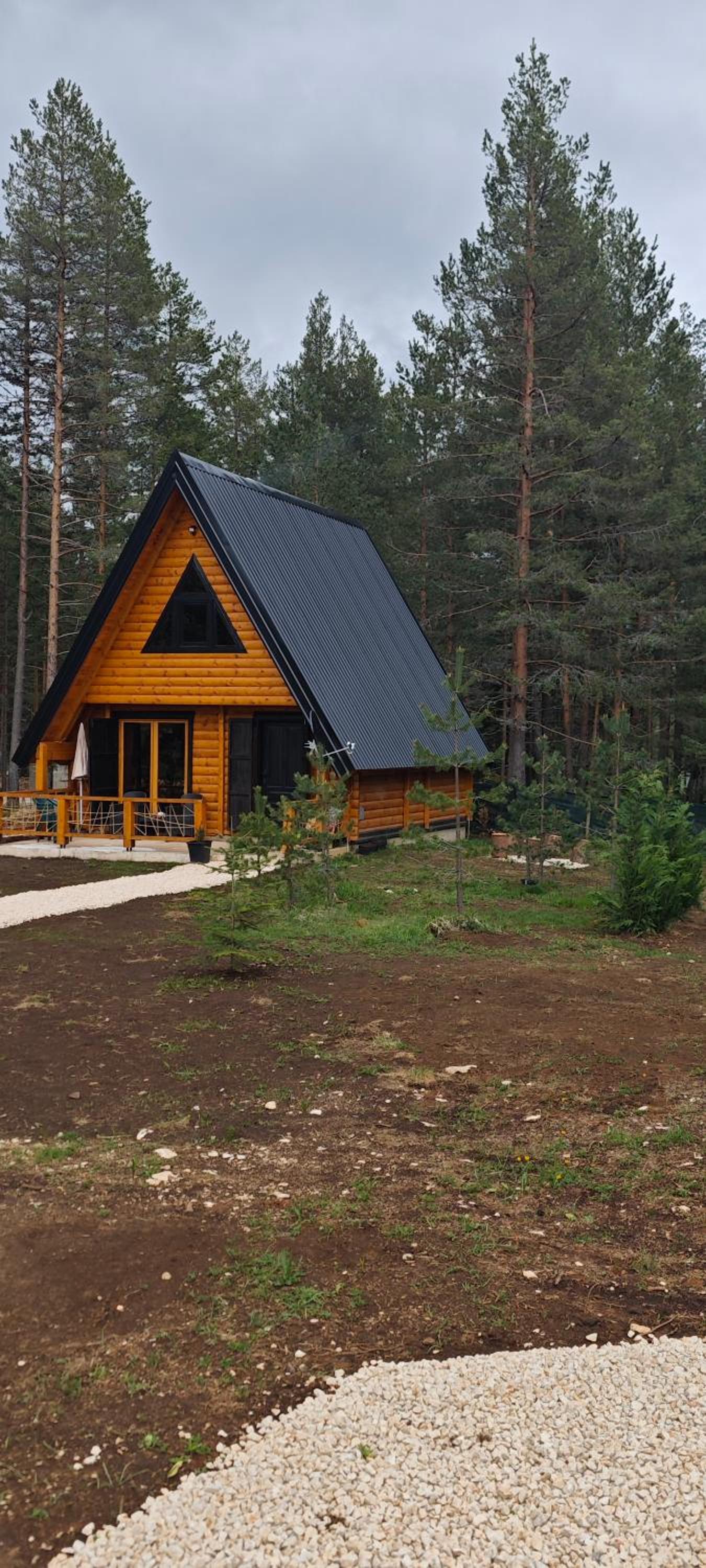 Pine forest-White view 5