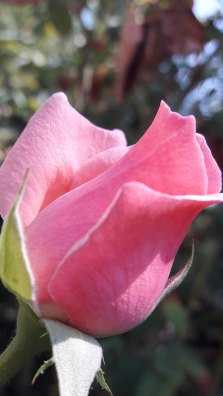 Rose Apart view 5