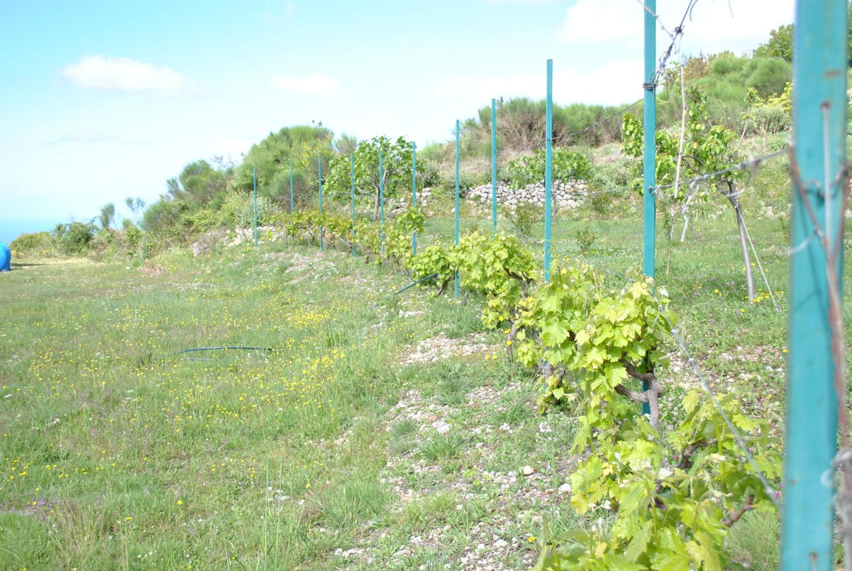 Photo 42