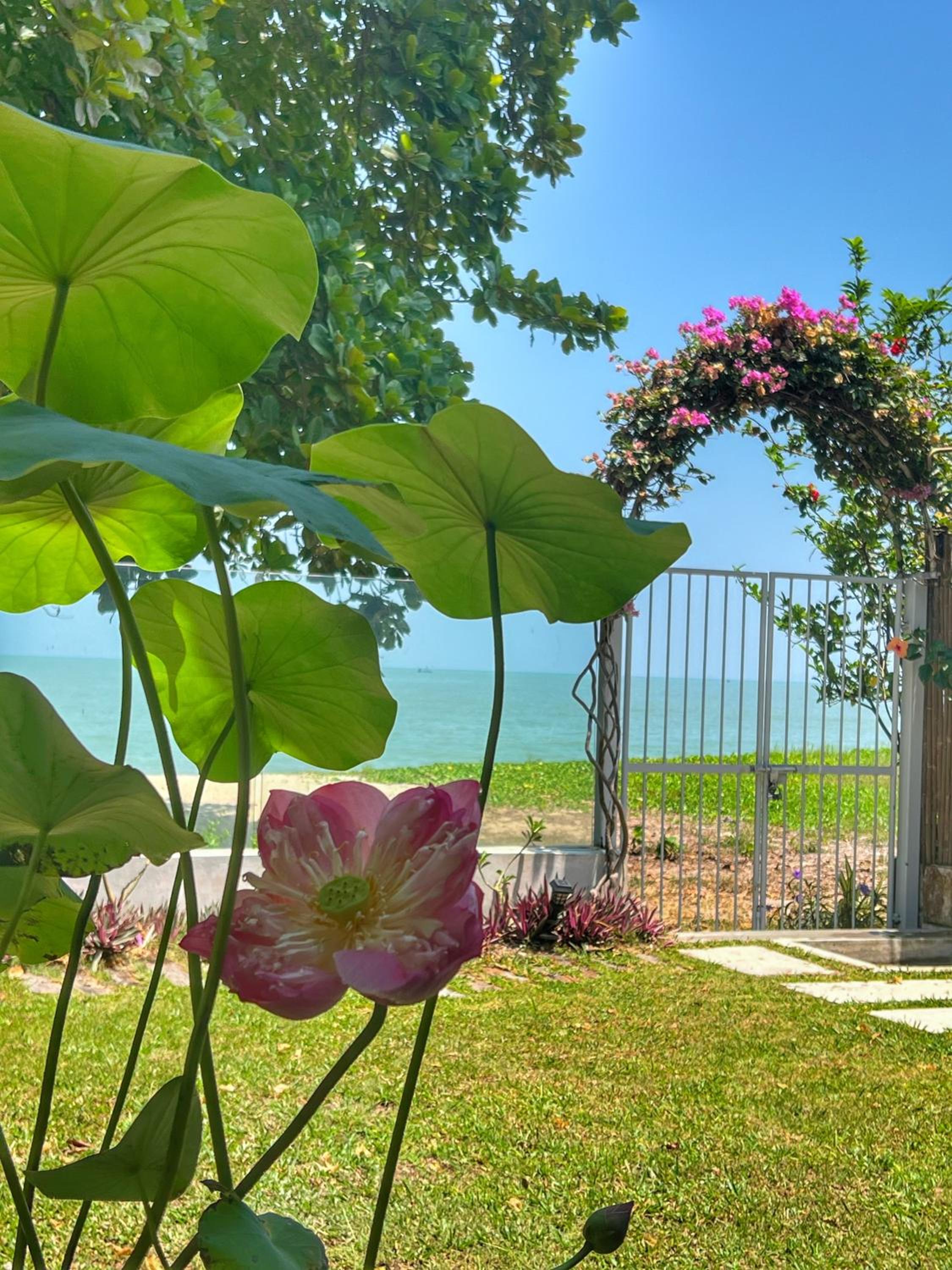 Smell rose beach garden photo 1