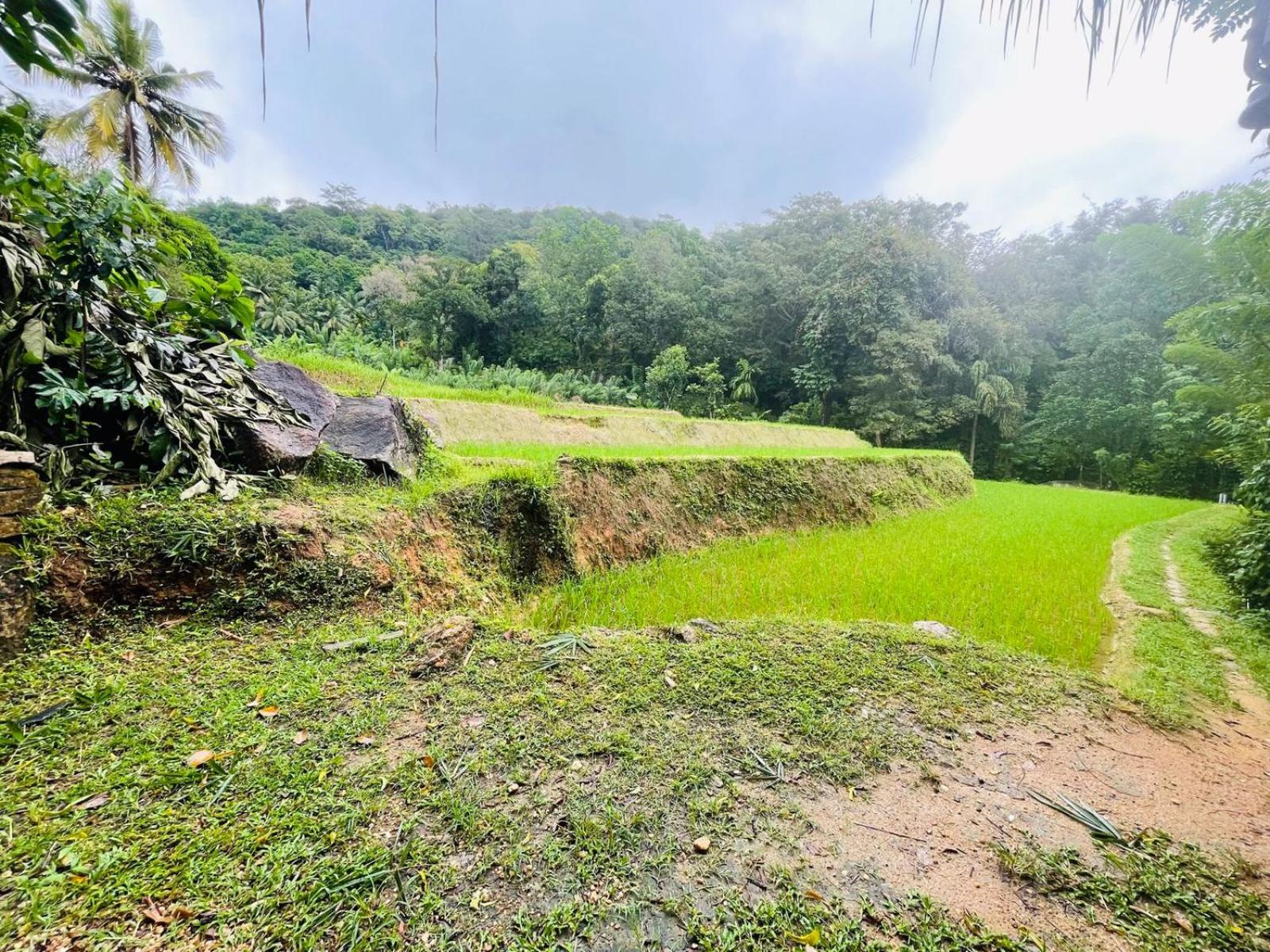 Arana Rathnaella Eco Lodge view 5