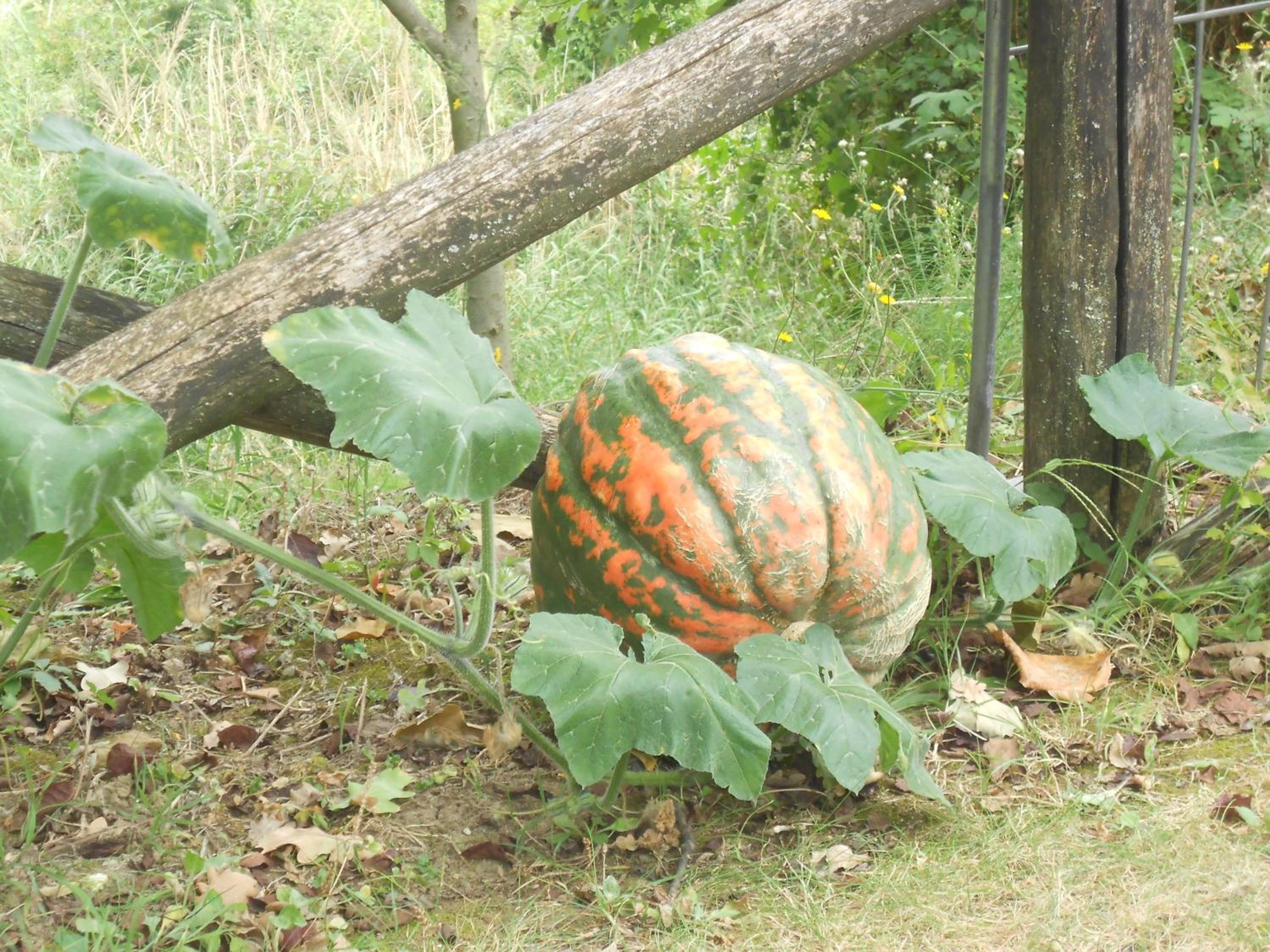 B&B La Quercia