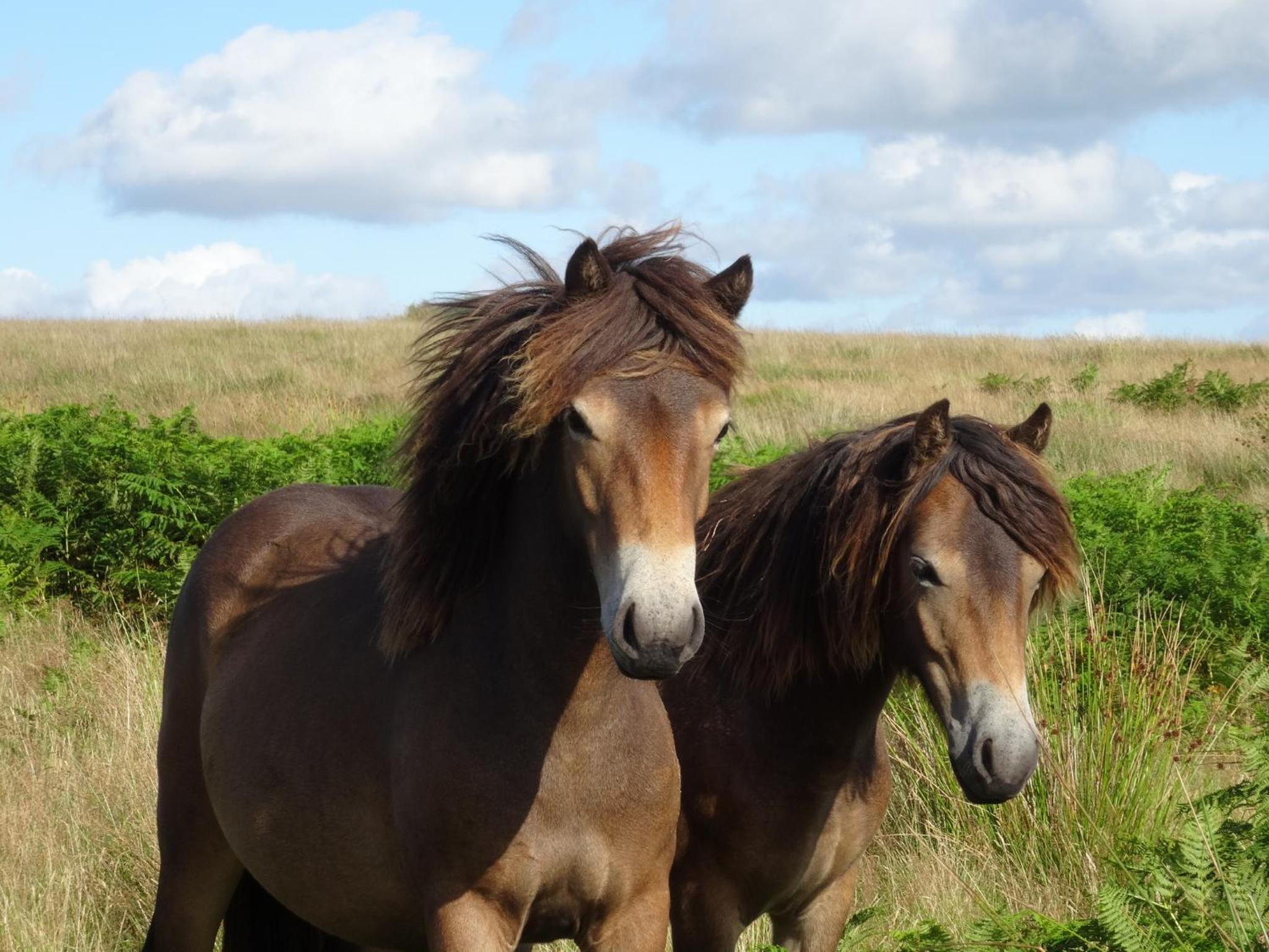 Exmoor BnB in Withypool in the heart of the moor view 2