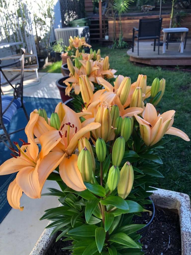 Overlooking Marina del Rey sailboats, is Green Ginger Playa Del Rey on the bluff,