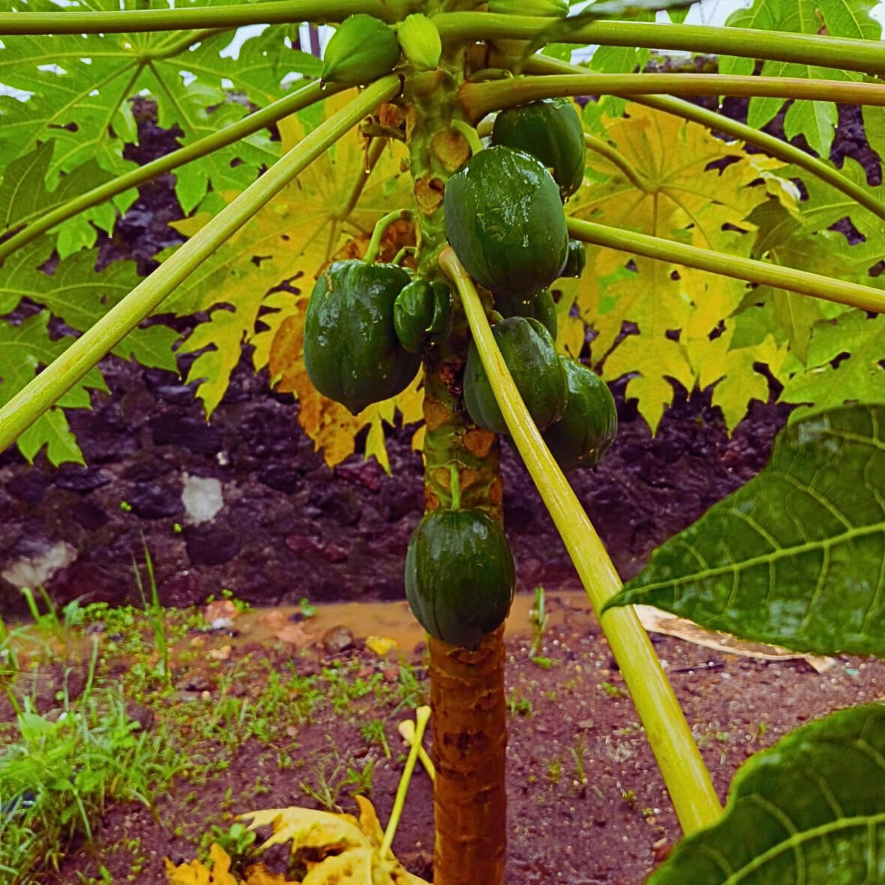 Karjat Hills - Refreshing Farmstay view 5