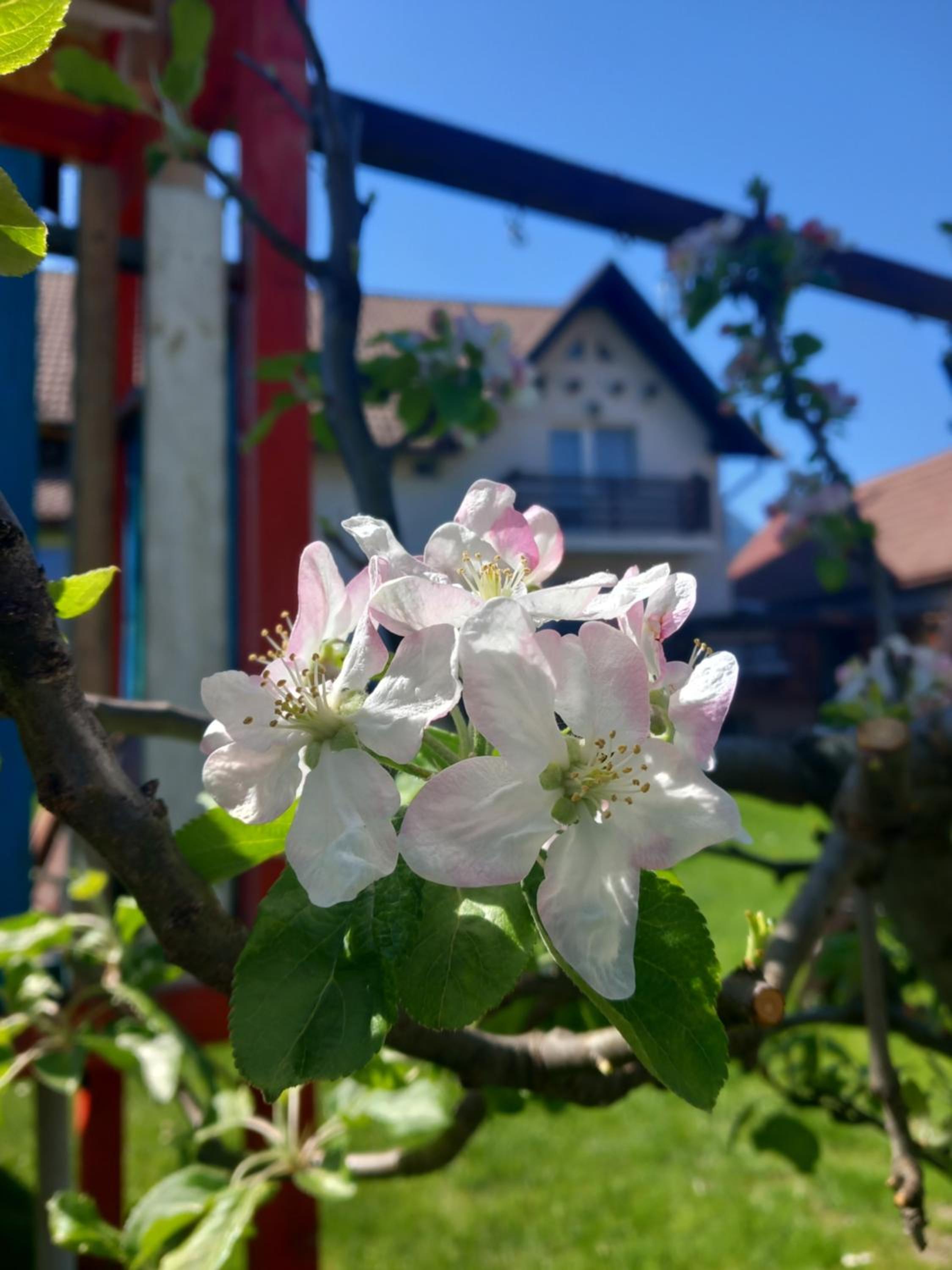 Edelweiss Ilinca