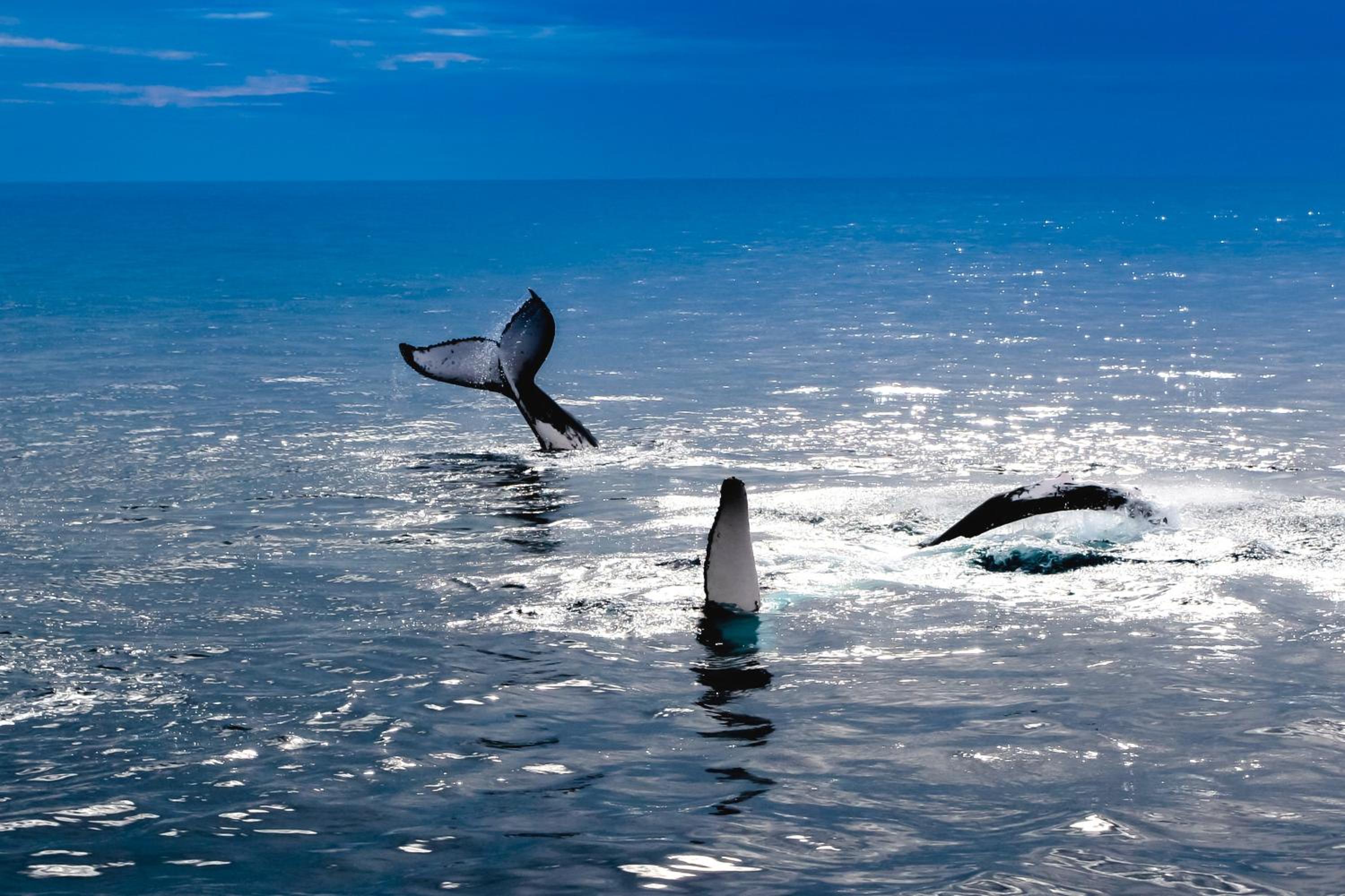 Vila Paus Dua - Beachfront Hervey Bay - Property Image 8