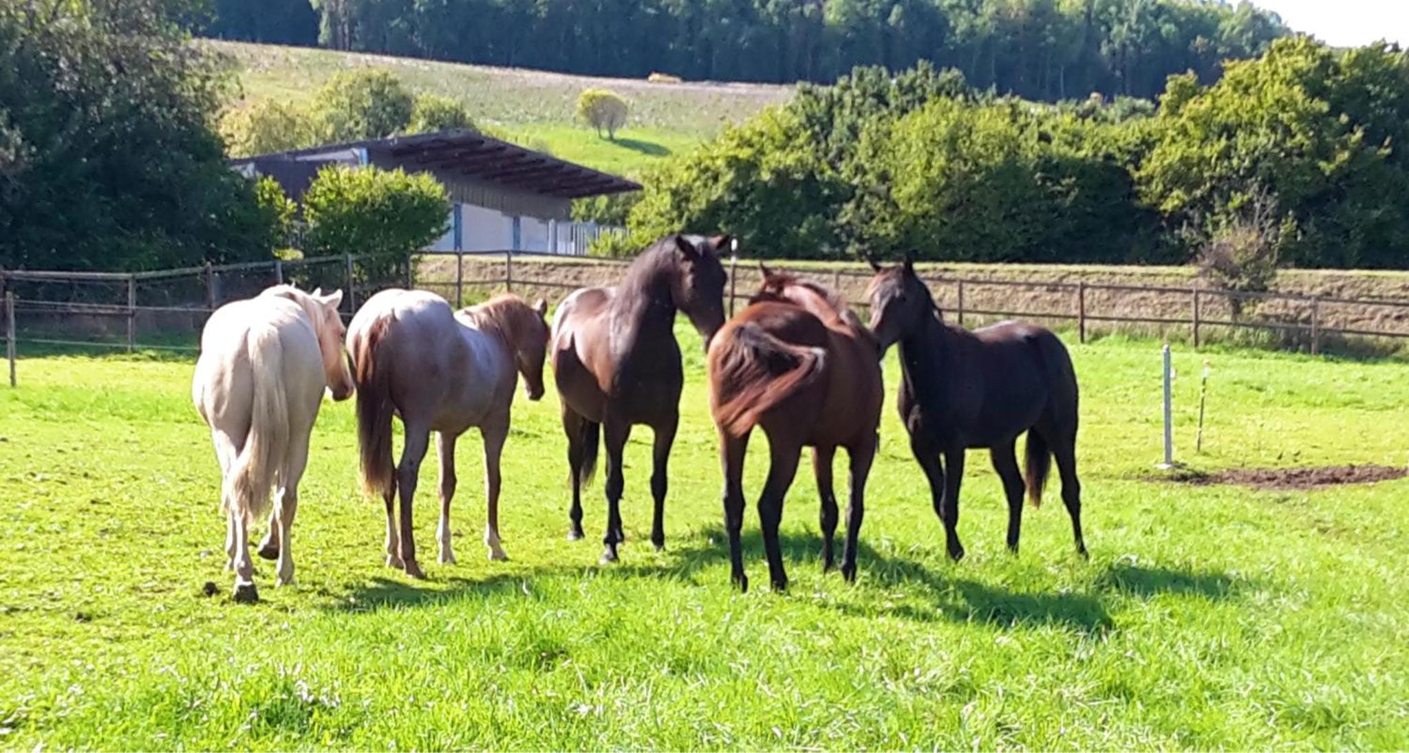 Sonnenhof, Ferienwohnung auf Reitanlage