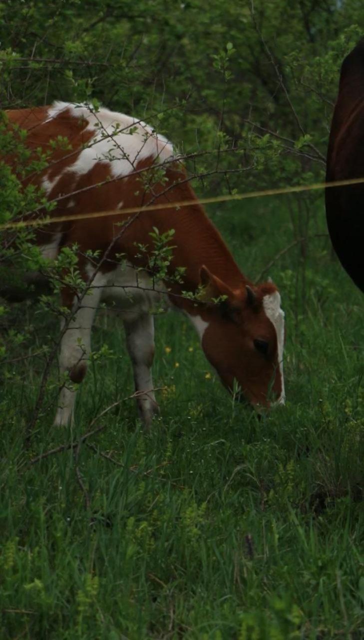 Rancho Stepanavan