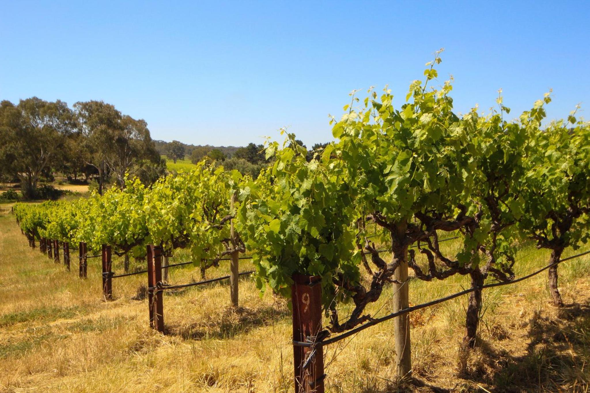 Mclaren Vale Vineyard Homestead