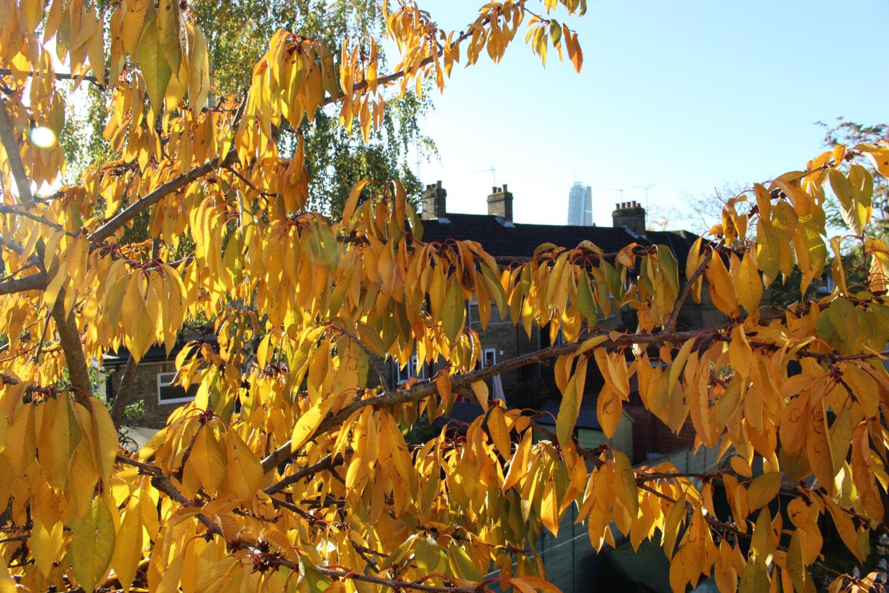 Leafy Notting Hill Cottage