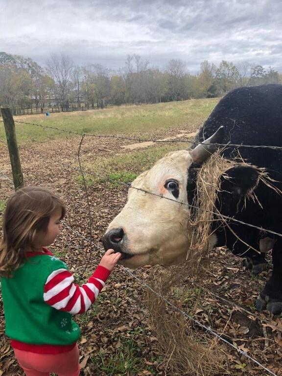 Relaxing Farm and Cattle Experience close to Casino with Golf Dinning Restaurants view 2