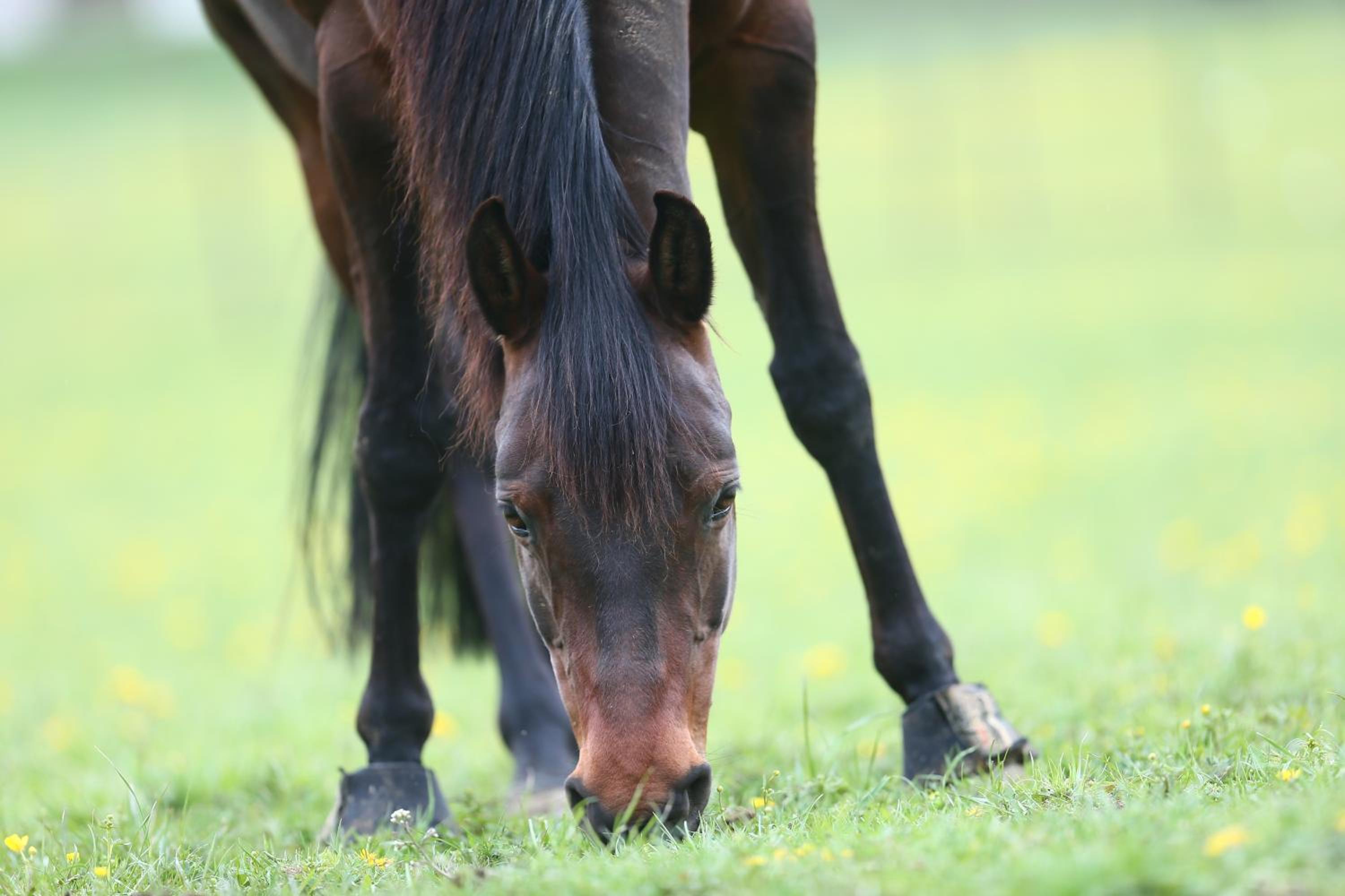Sonnenhof, Ferienwohnung auf Reitanlage