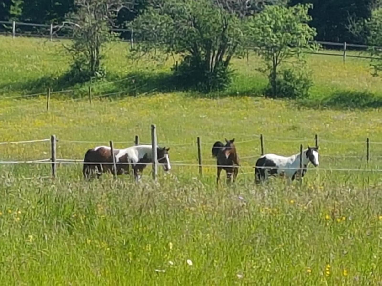 Sonnenhof, Ferienwohnung auf Reitanlage