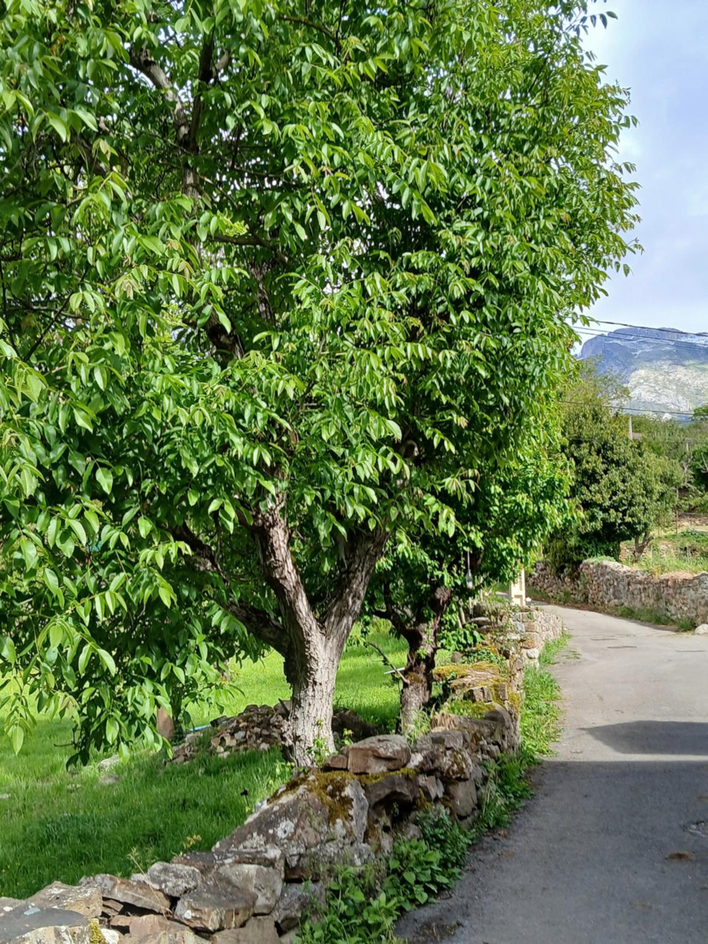 Picos de Europa Suites and Rooms