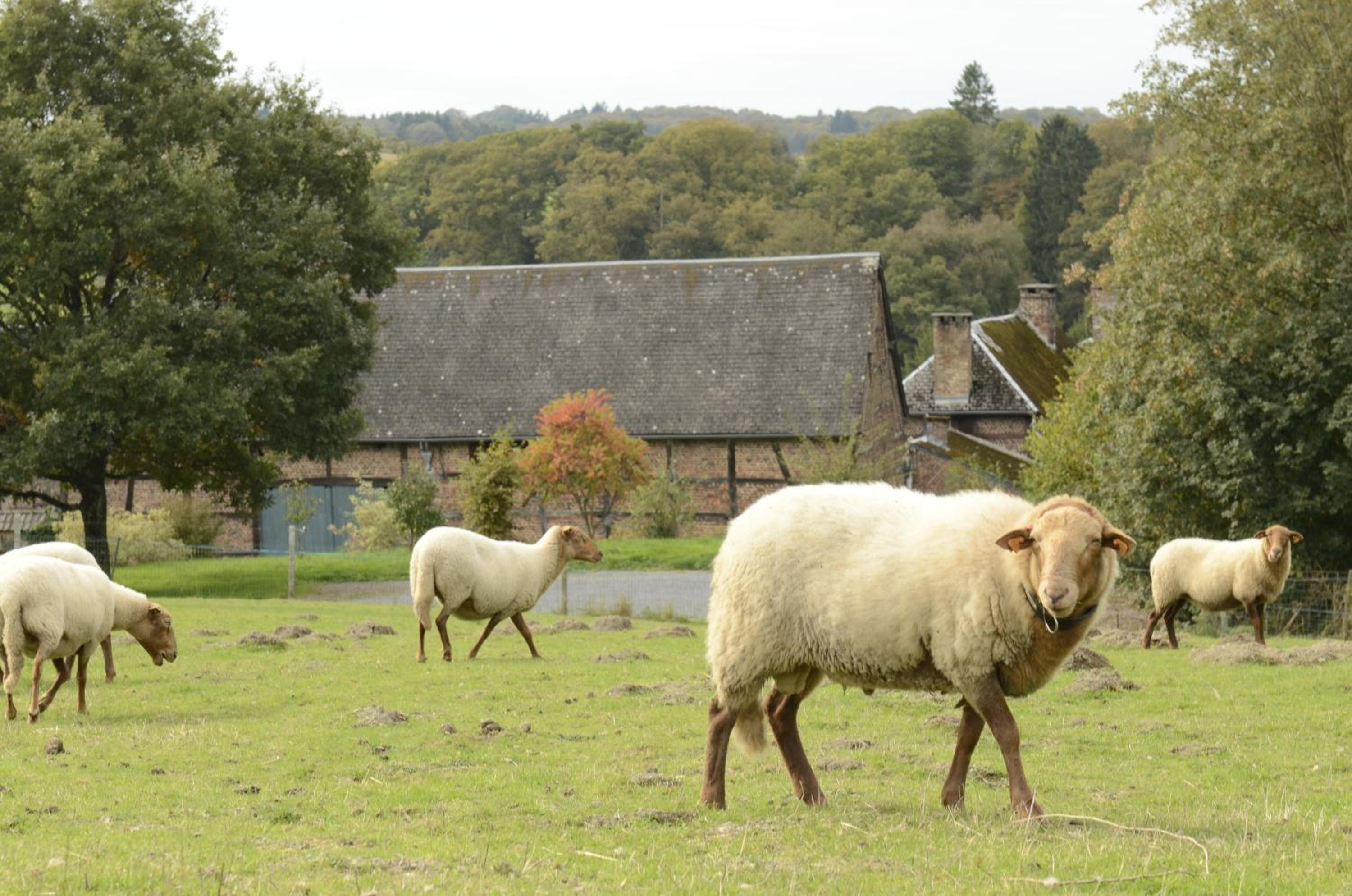 B&B Ferme de Leuze Rustieke Gîtes nabij Durbuy, eigen laadpalen
