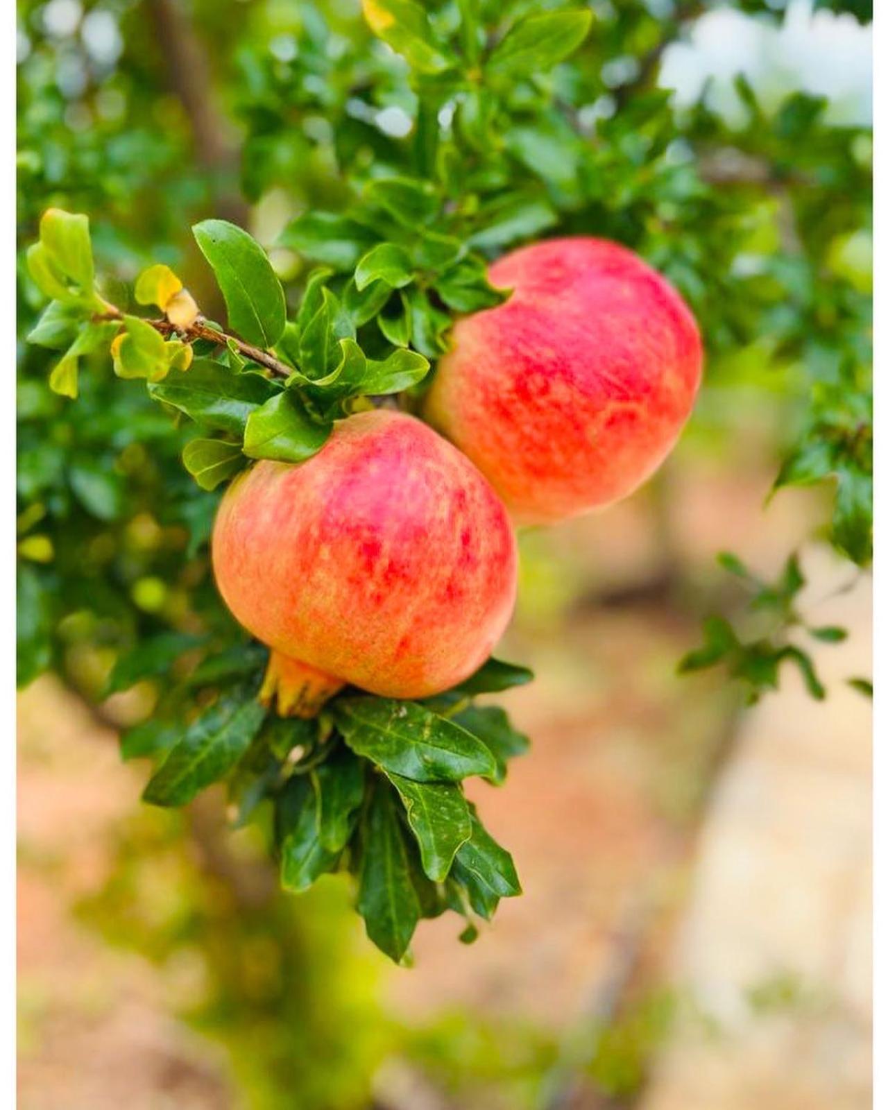 Appartamento nelle Campagne del Salento