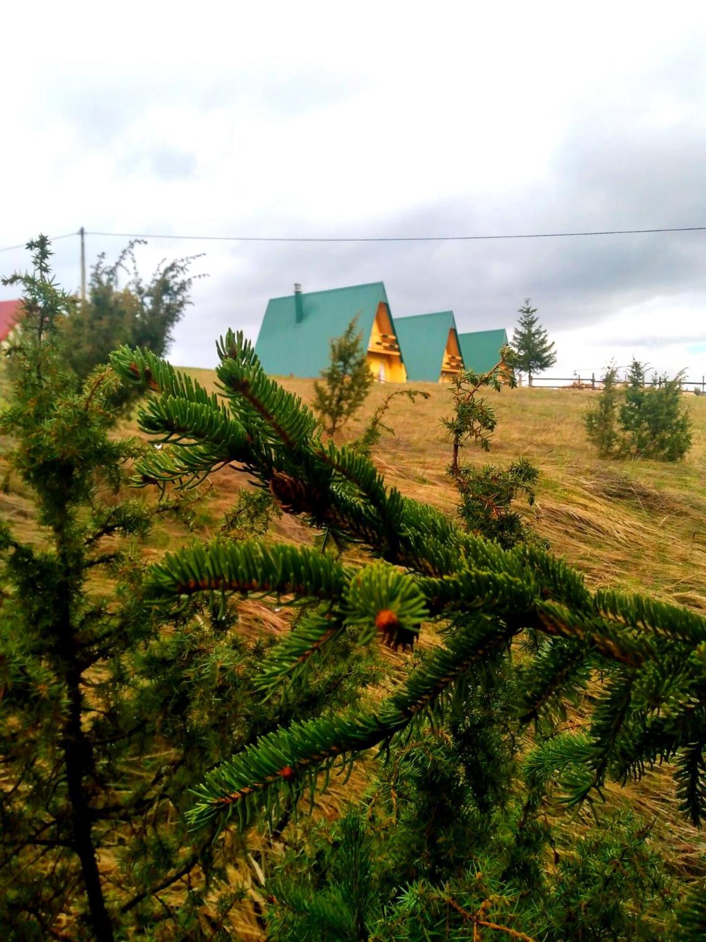 D&N place - forest house Zabljak view 2