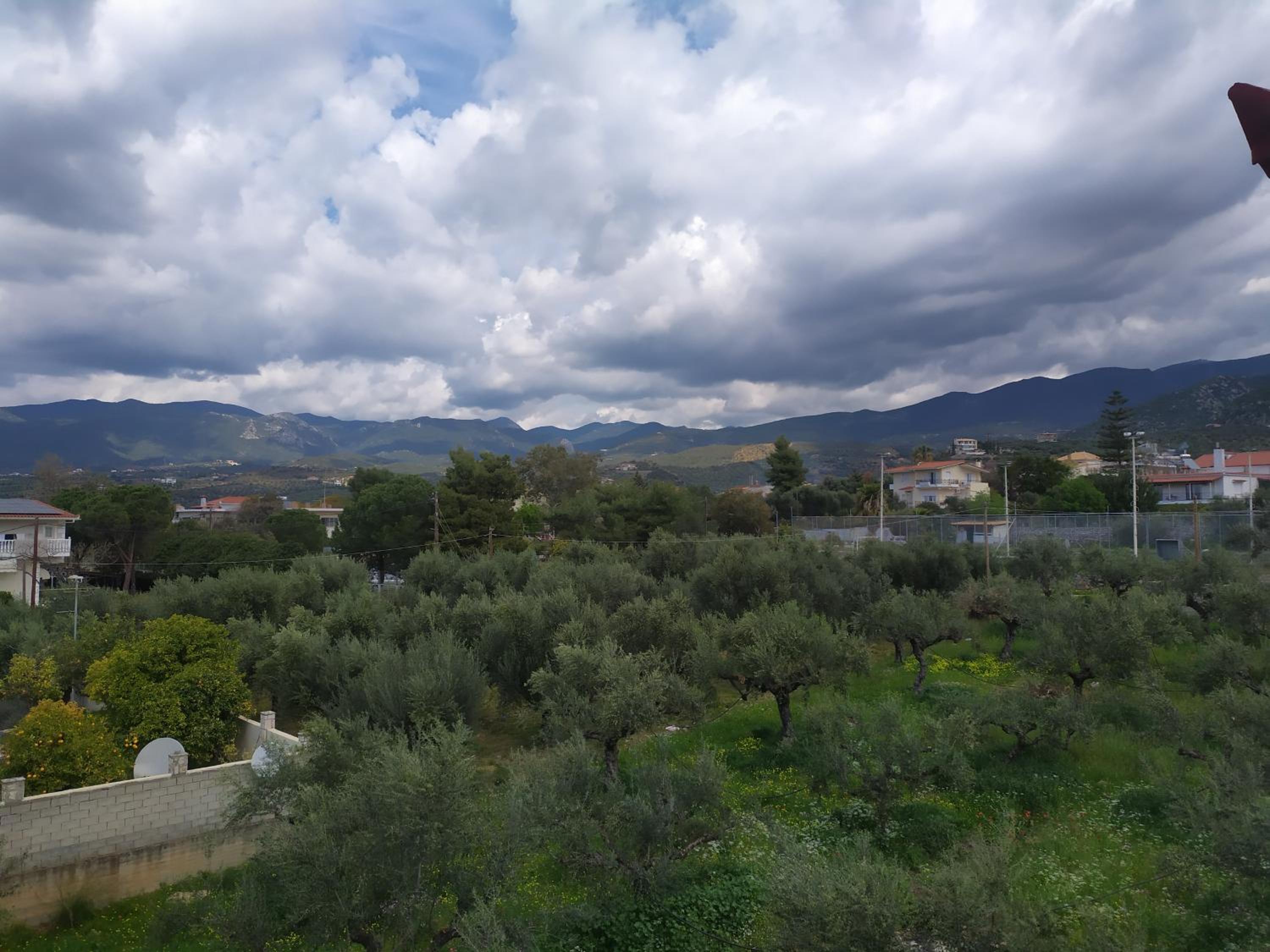 Olive Heaven