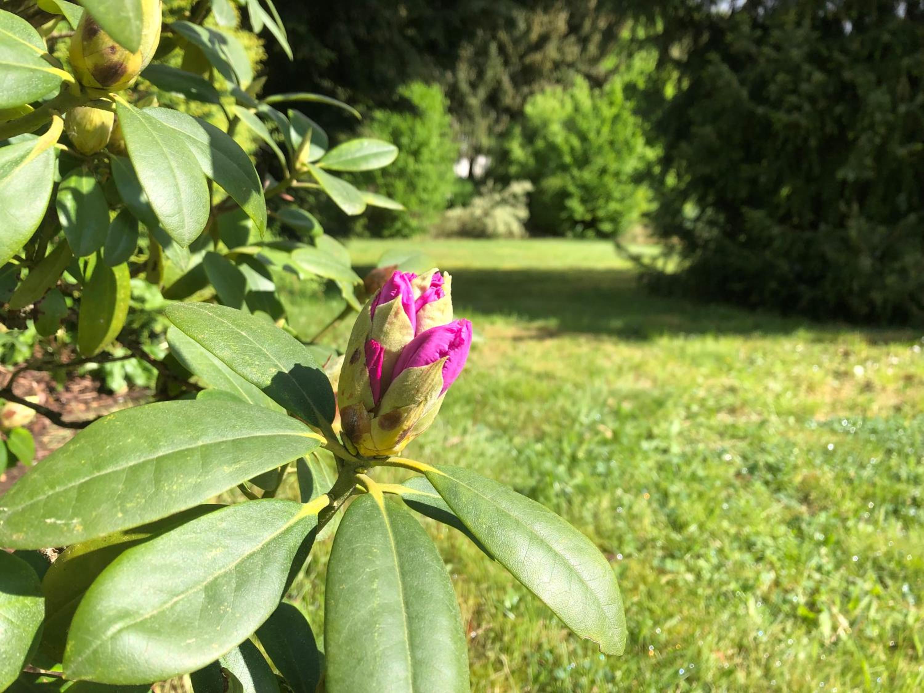 Idas Garten