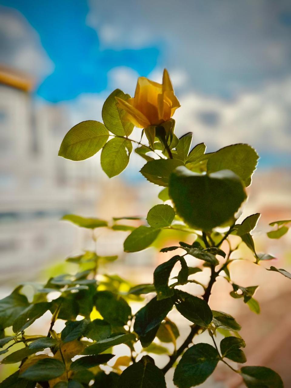 La Piccola Bellezza