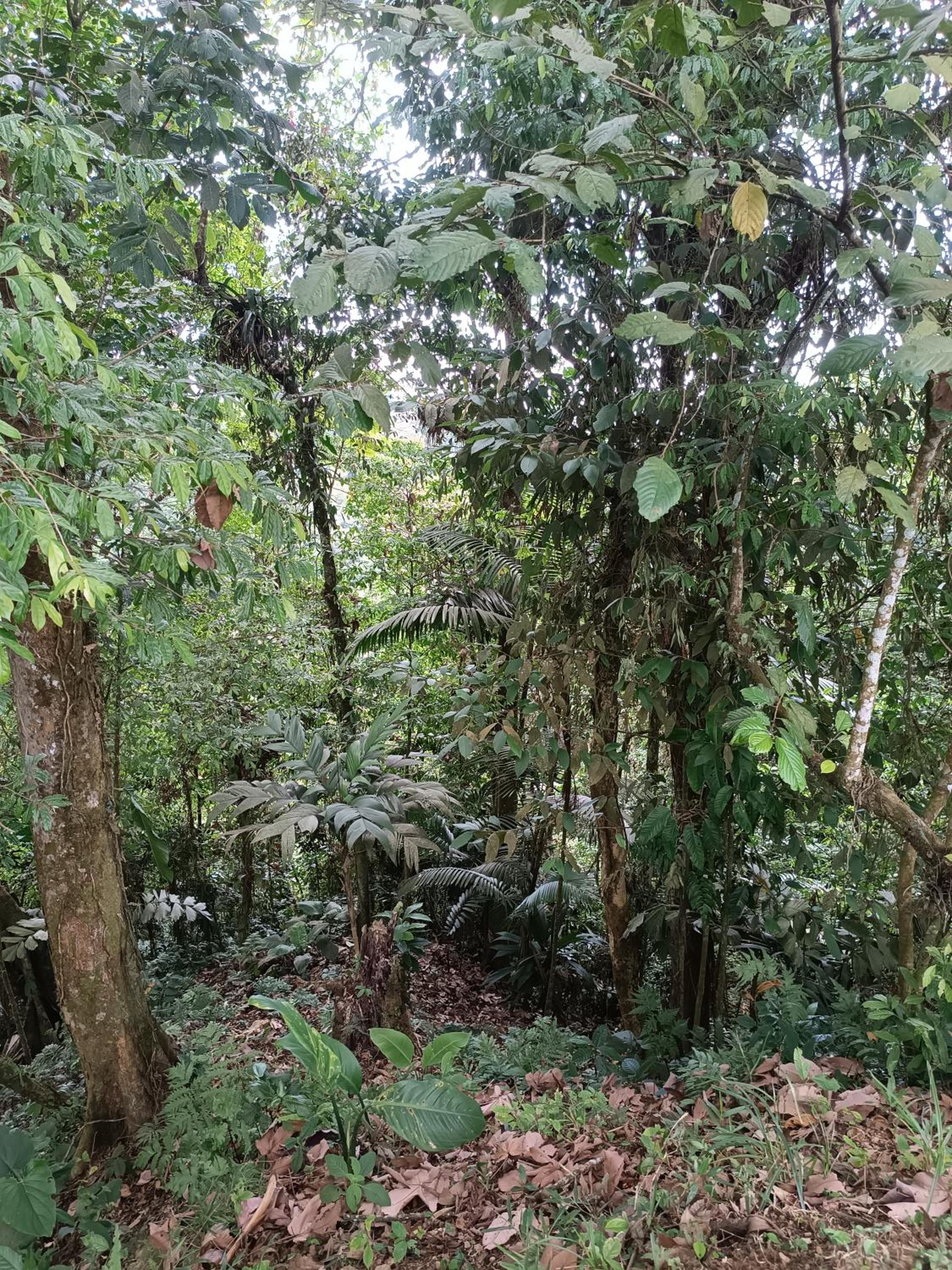 Quinta Túru