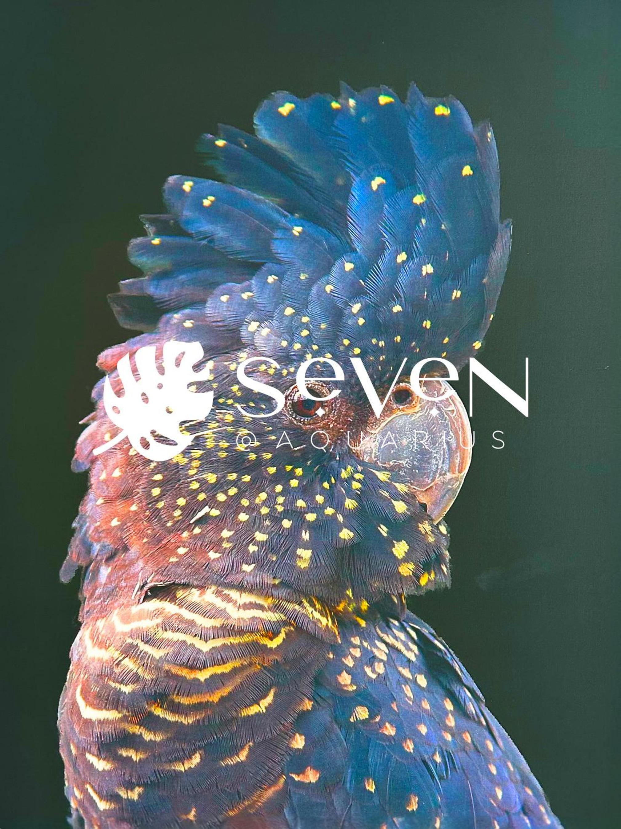 Seven @Aquarius