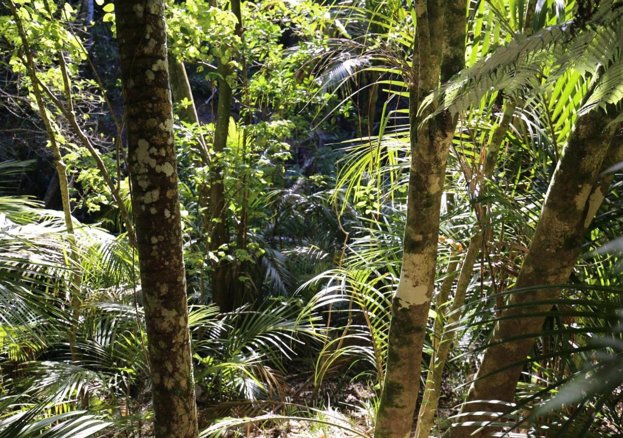 Rewarewa PurePod
