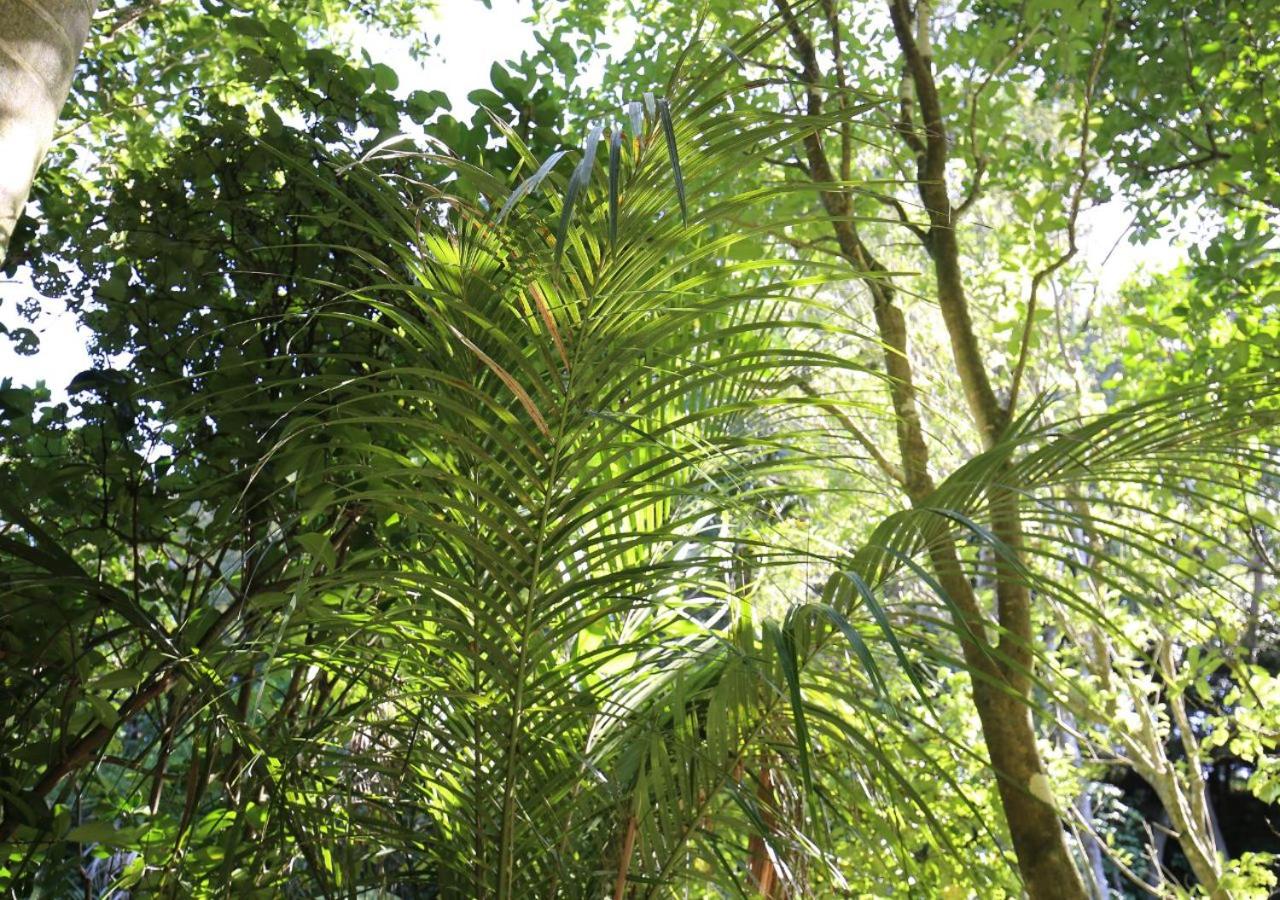 Rewarewa PurePod