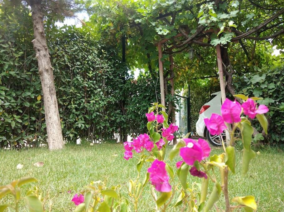 Photo 50