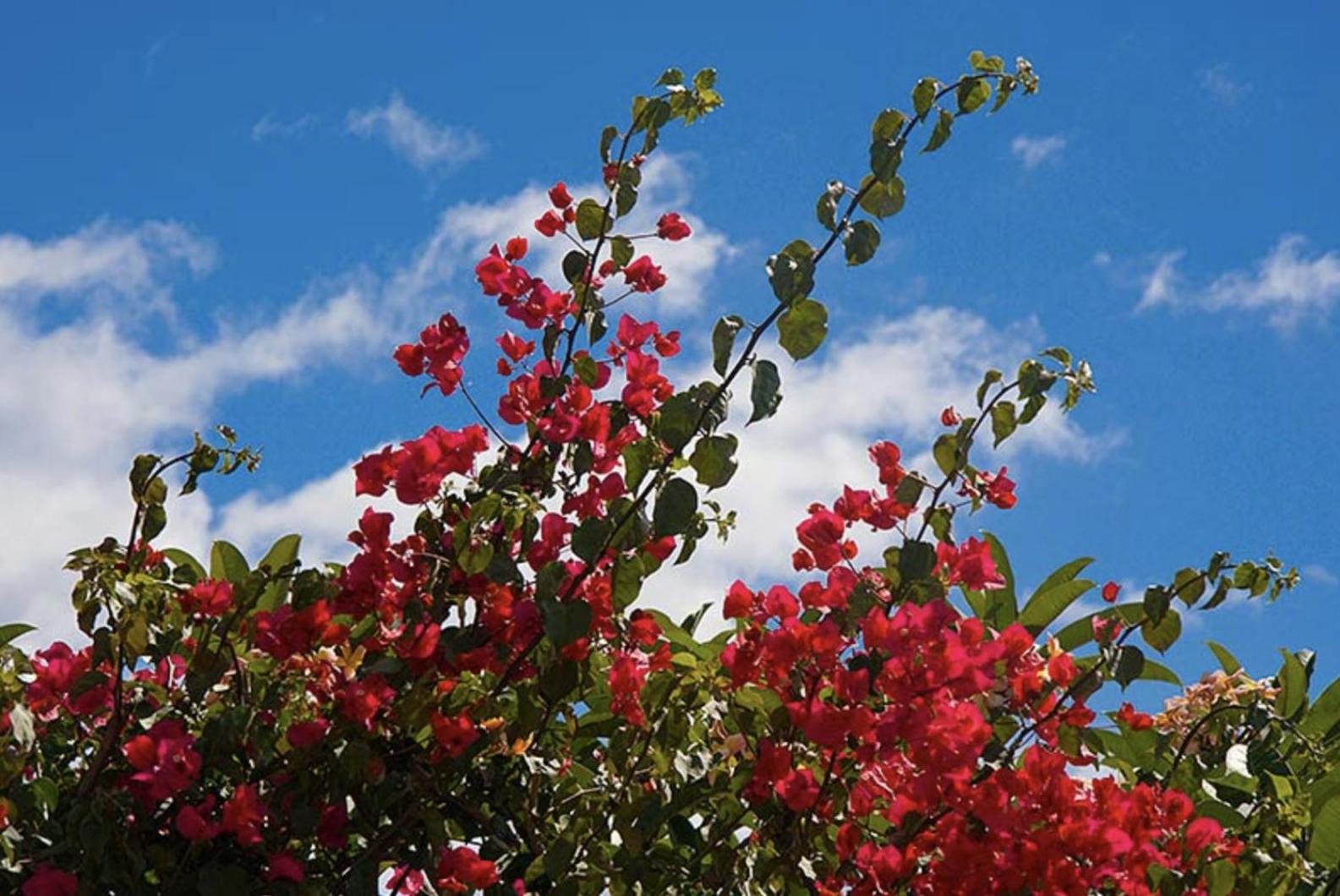 Falesia Gardens