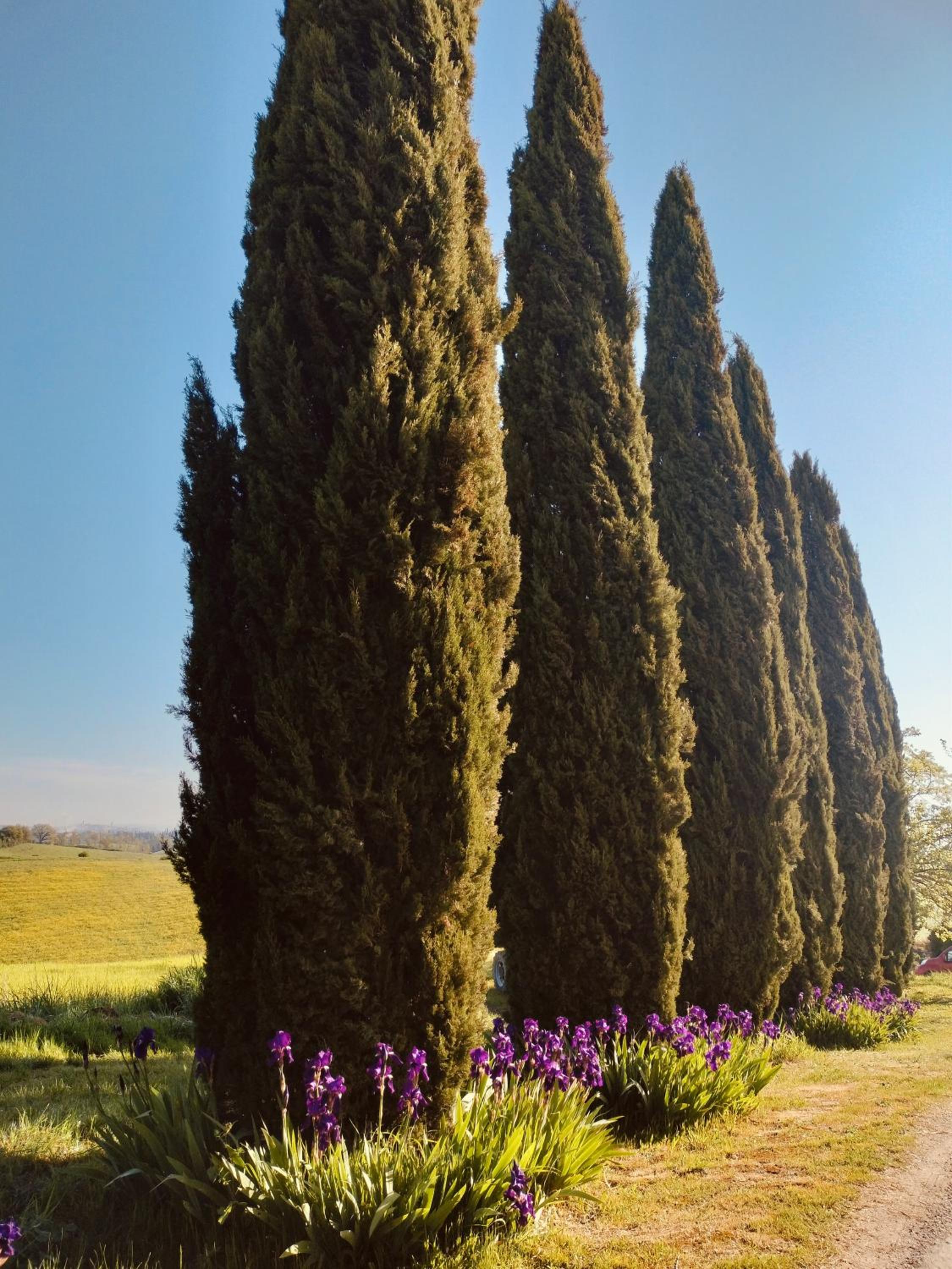 Podere Cartaio Bio Farm, private pool, AirC