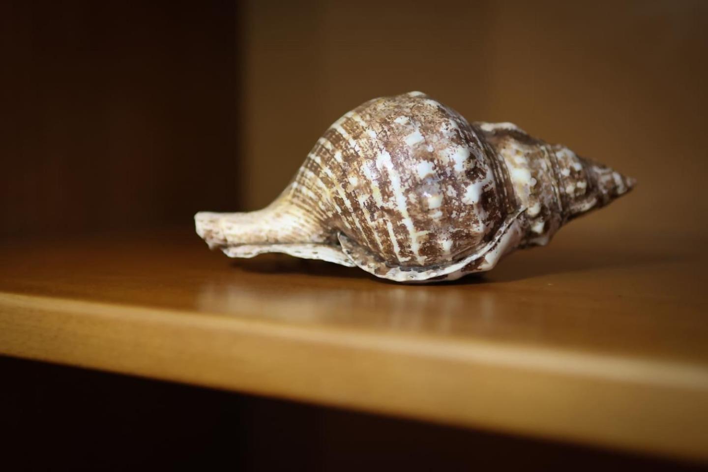 Photo 44