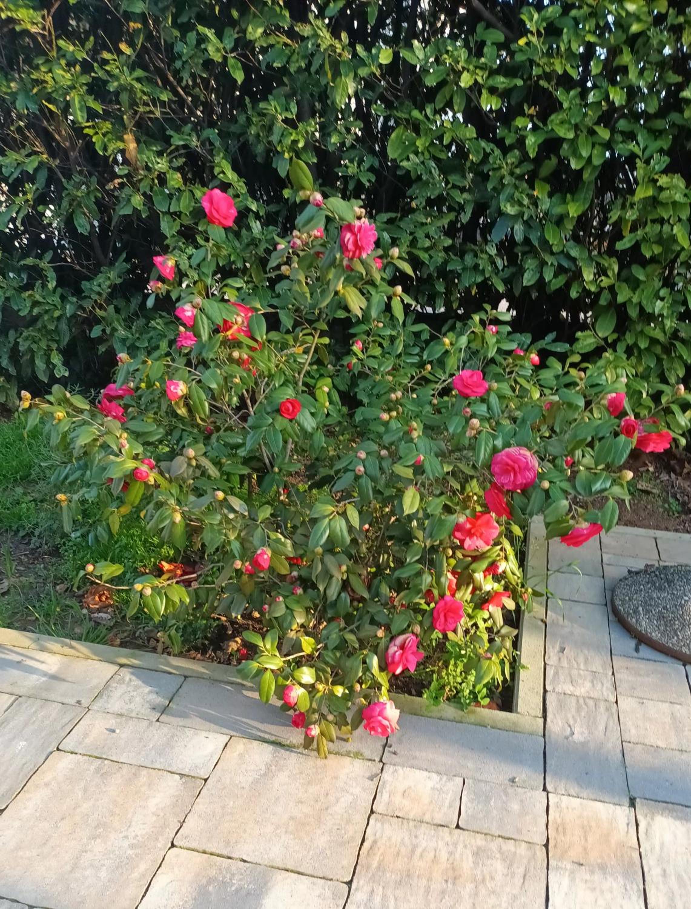 Jane's Garden