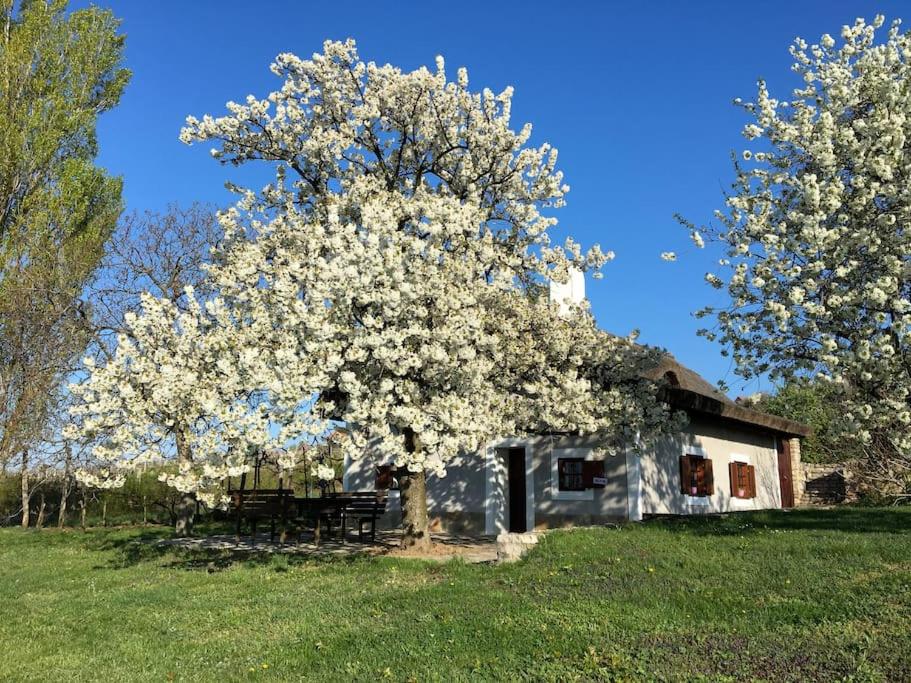 Nyuszifülház Ferienhaus im Weinberg mit Pool