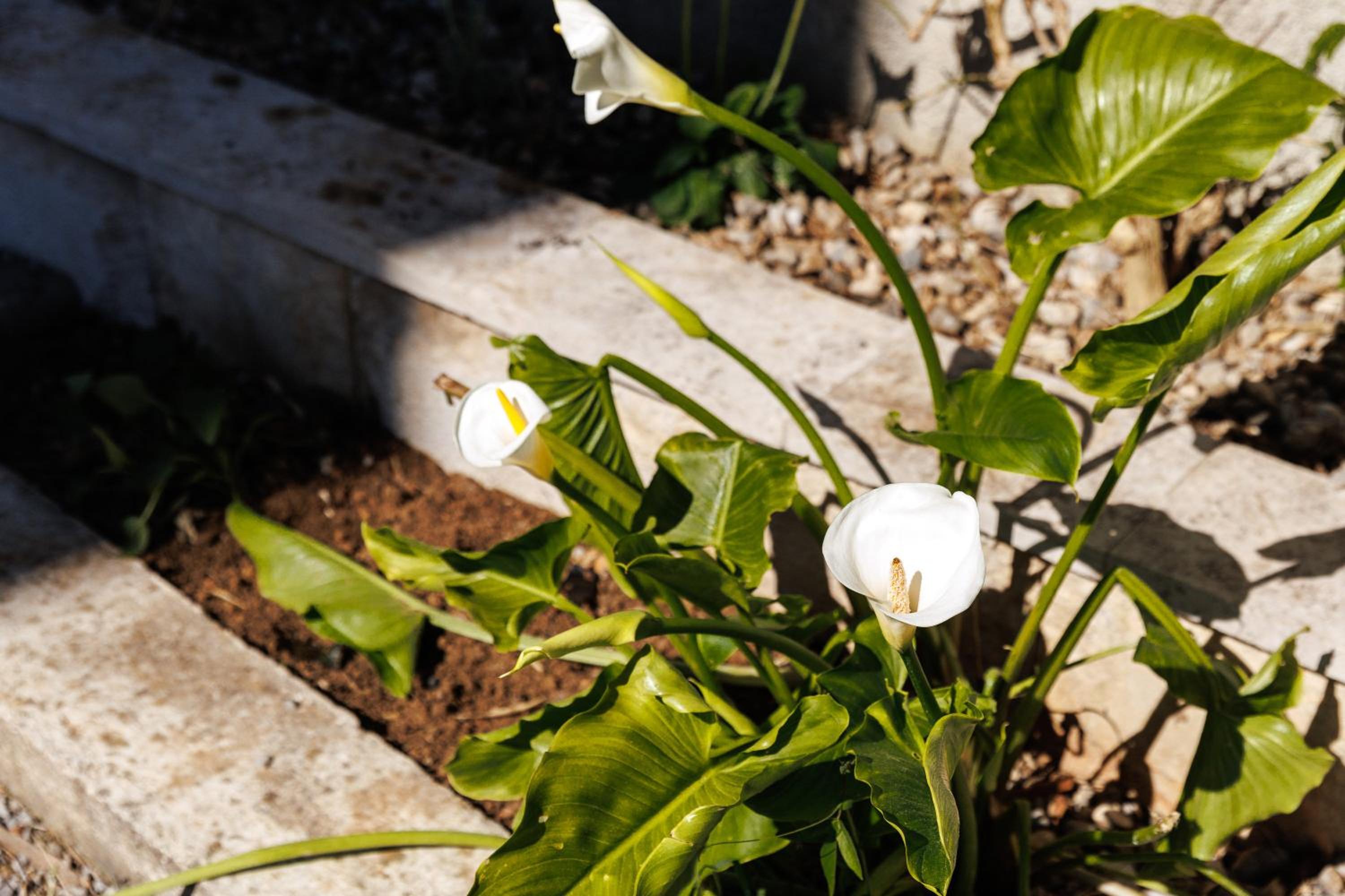 Photo 40